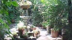 A garden with a central water feature and potted plants.