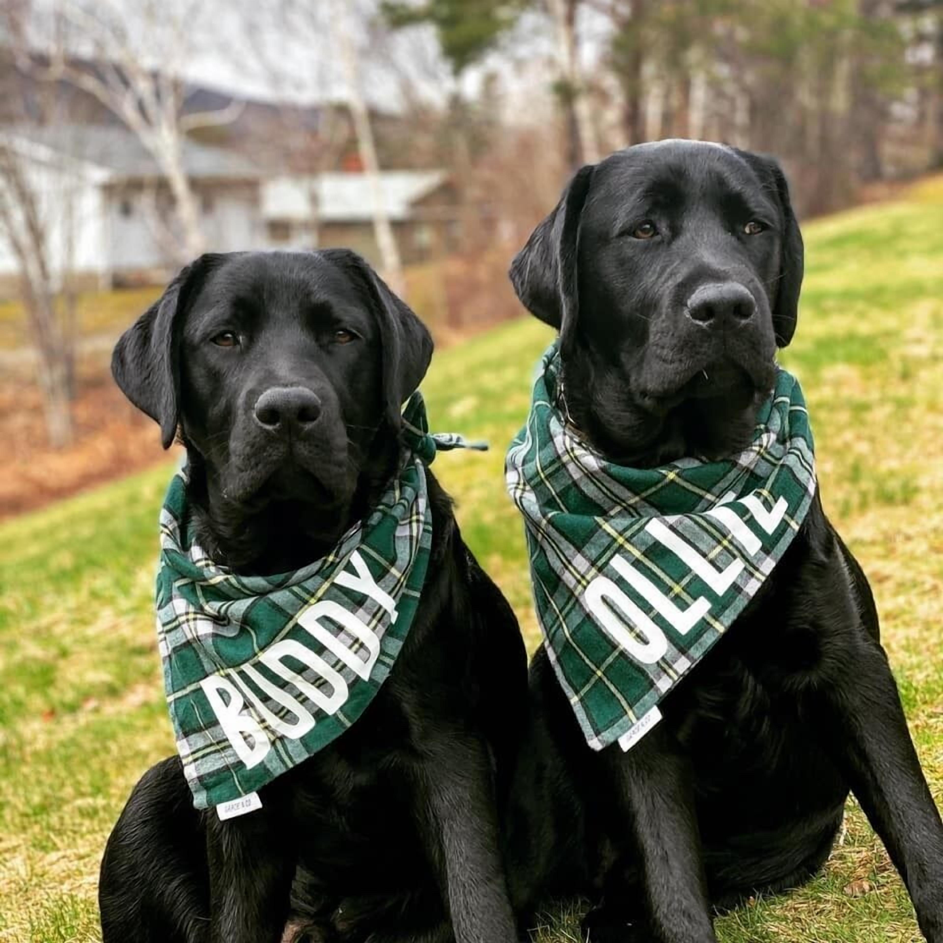 Two black dogs sitting on grass with plaid bandanas around their necks.