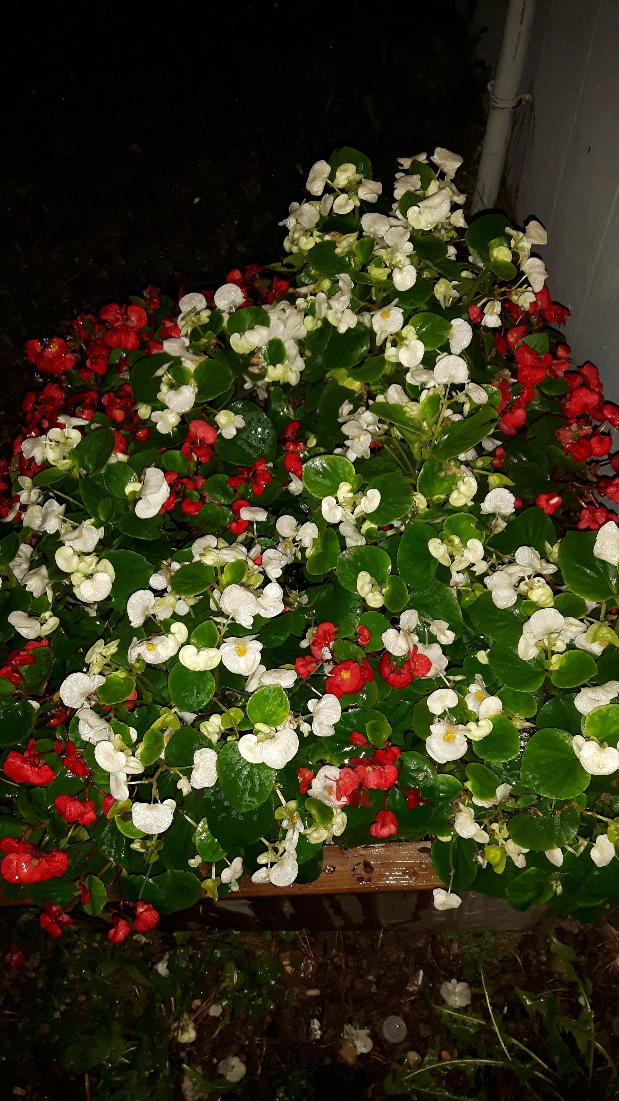 Een bloembed met diverse bloemen, waaronder rode en witte exemplaren, en groene bladeren.