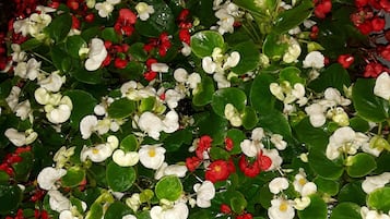 Een bloembed met diverse bloemen, waaronder rode en witte exemplaren, en groene bladeren.