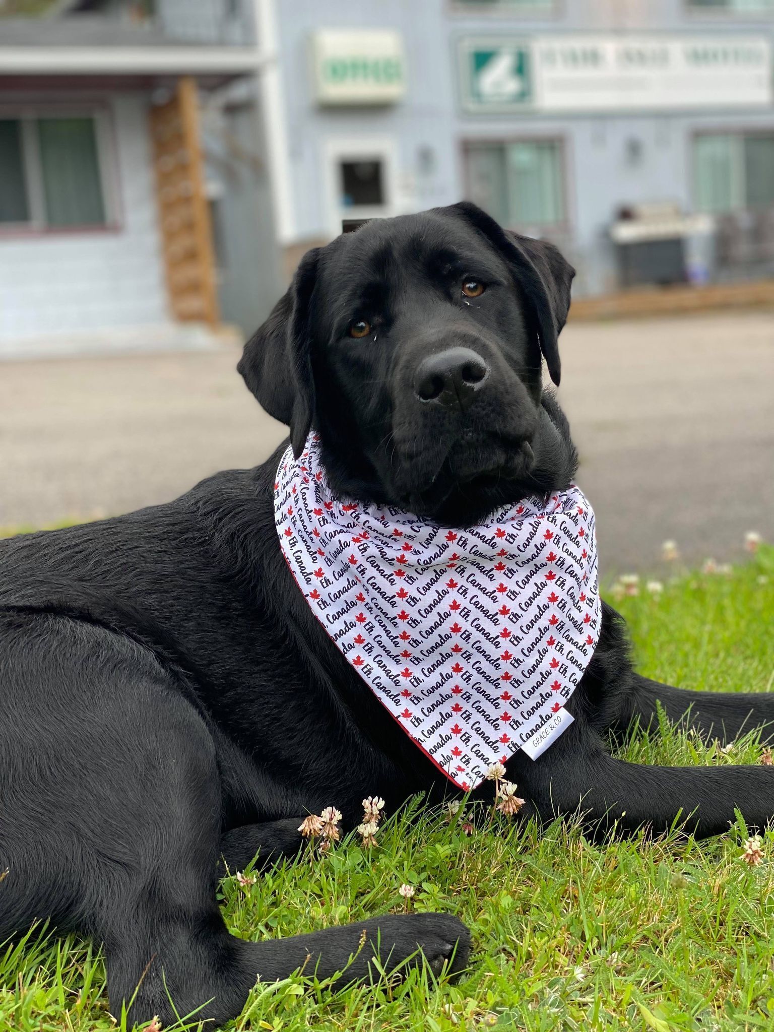A black dog lying on grass with a patterned bandana.
