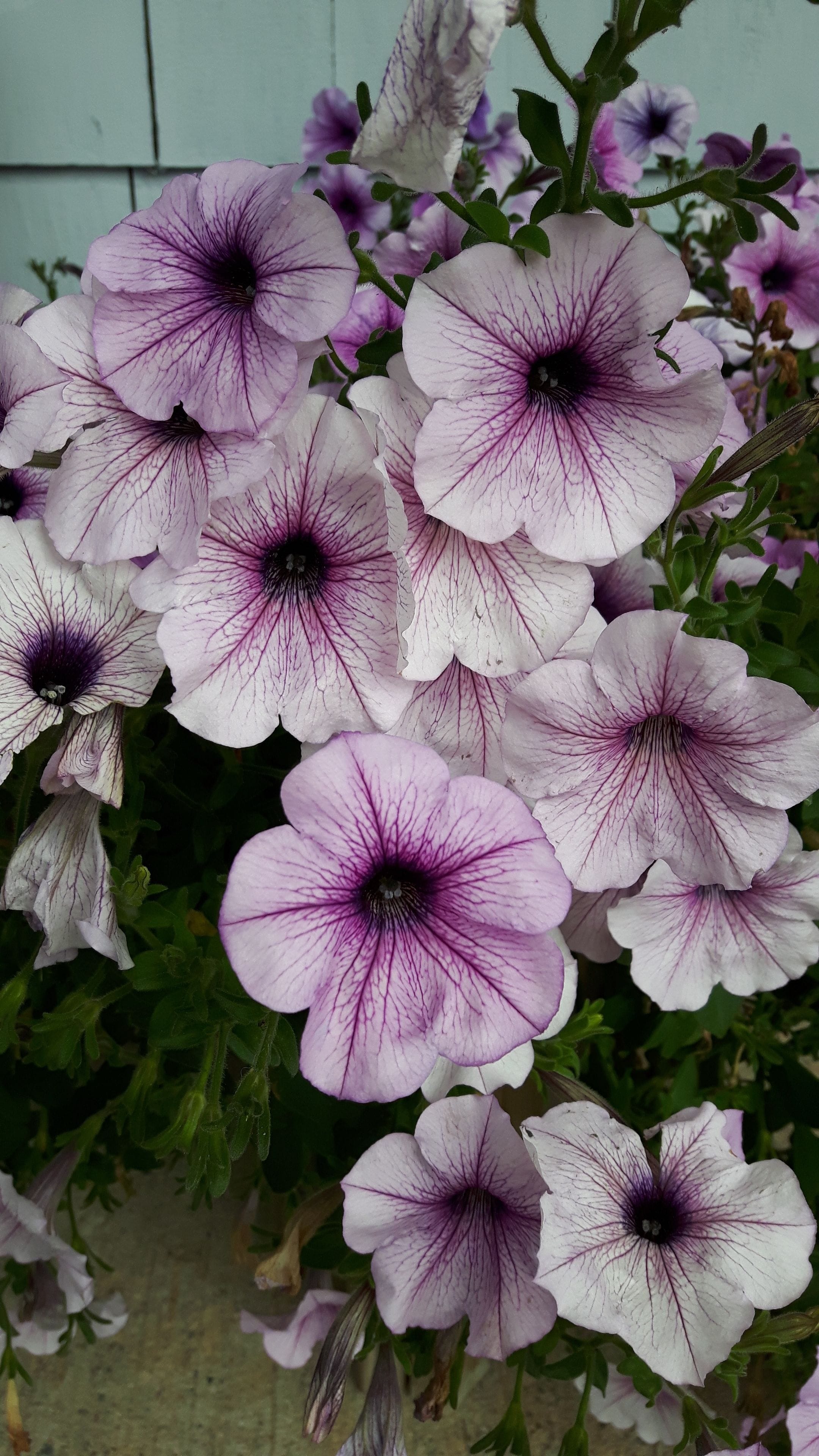 Un grupo de flores moradas y blancas con vetas visibles y un fondo de hojas verdes.
