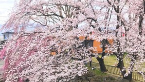 Un cerezo en flor con flores rosadas, un sendero de piedra y un edificio de fachada anaranjada al fondo.