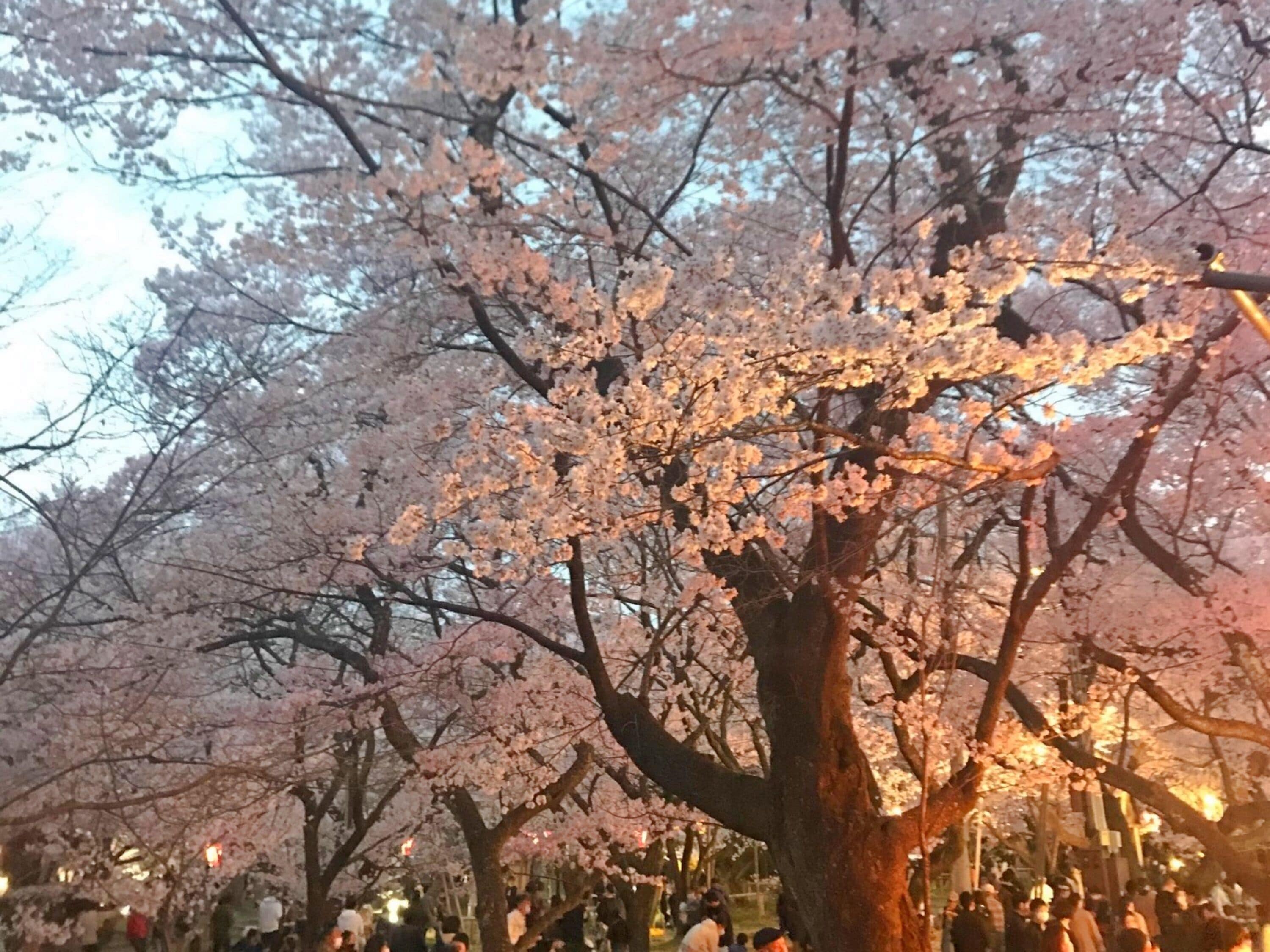 Un árbol con flores rosadas, rodeado de gente.