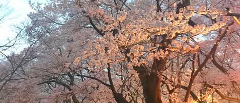 Un árbol con flores rosadas, rodeado de gente.