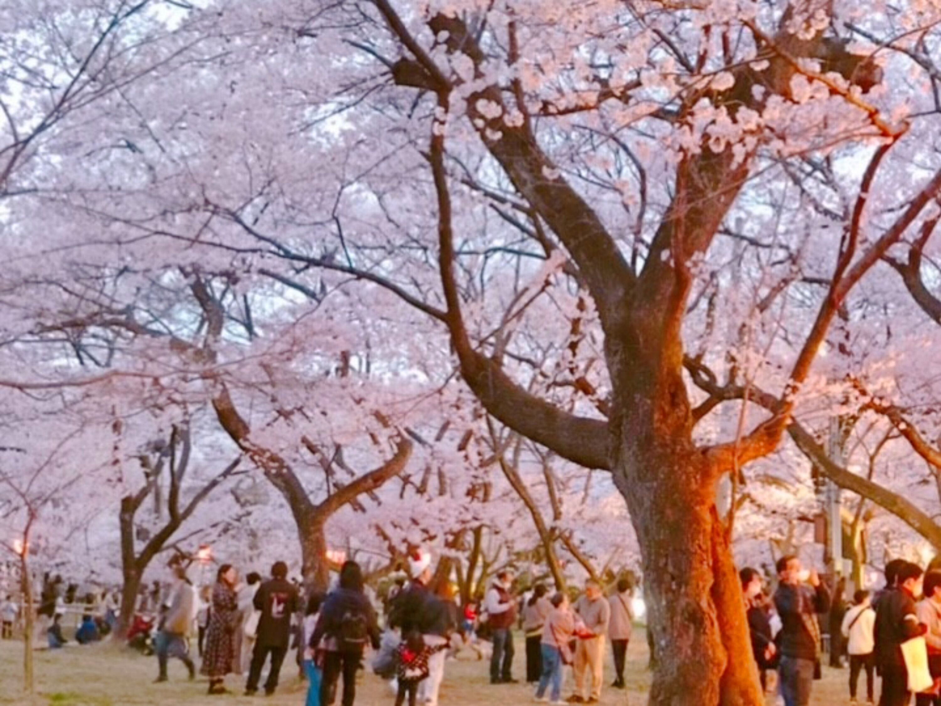 A park with cherry blossom trees and people walking around.