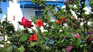 A white building with blue accents and a red flower in the foreground. - Studios Tasia (Naxos)
