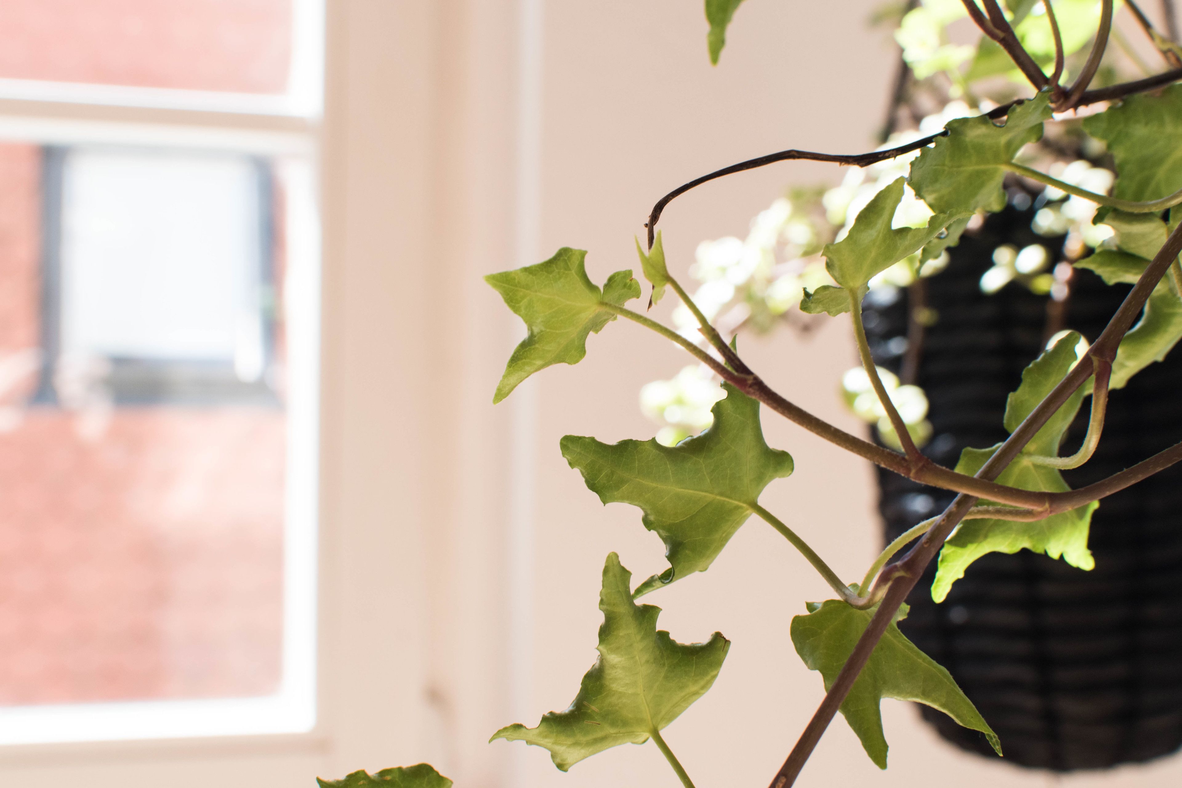 Une plante en pot, avec des feuilles vertes et des fleurs blanches, se trouve dans une pièce dotée d’une fenêtre.