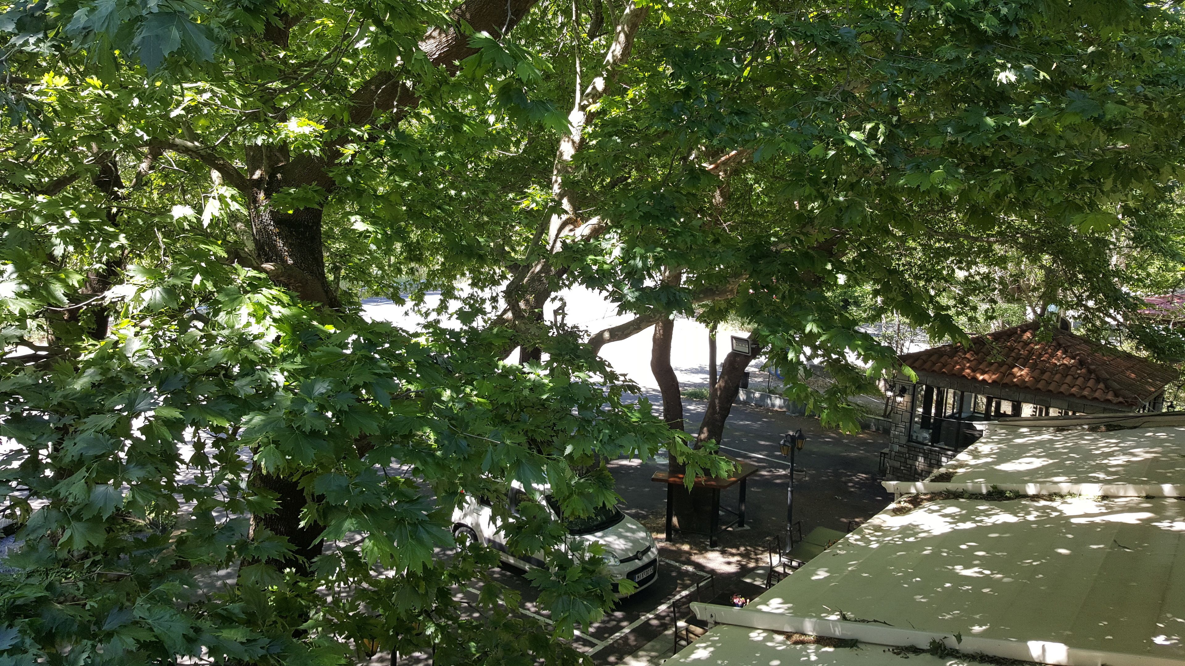 A covered outdoor seating area with a tiled roof, surrounded by trees and a small building with a tiled roof.
