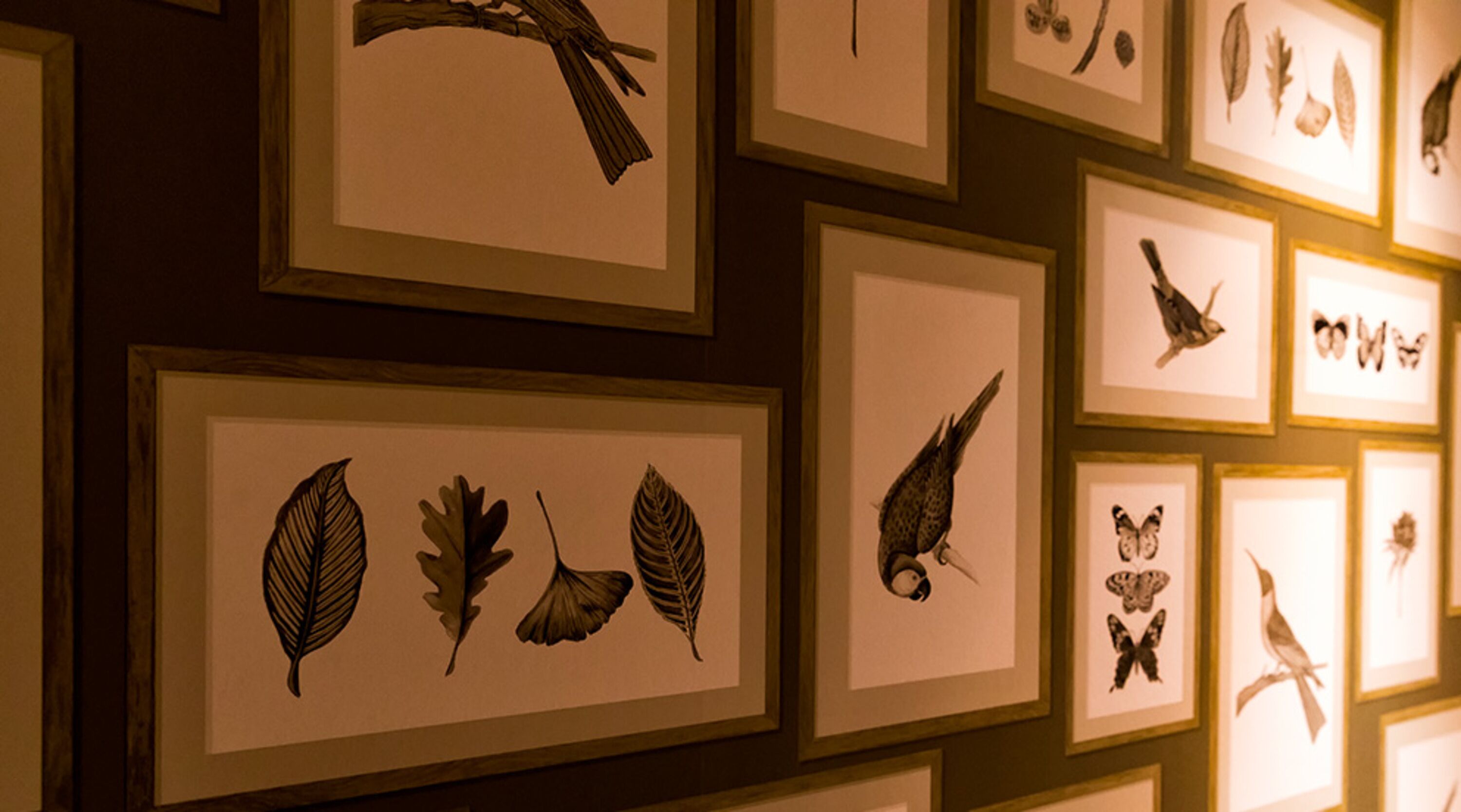 A wall with multiple framed botanical illustrations, including leaves and birds.