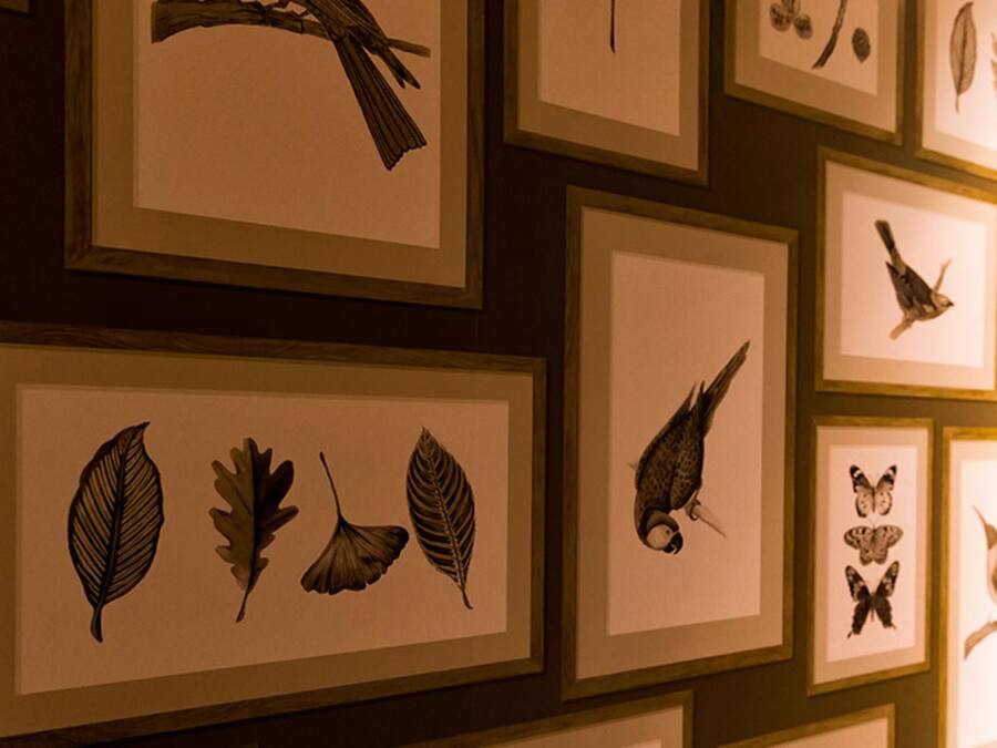 A wall with multiple framed botanical illustrations, including leaves and birds.