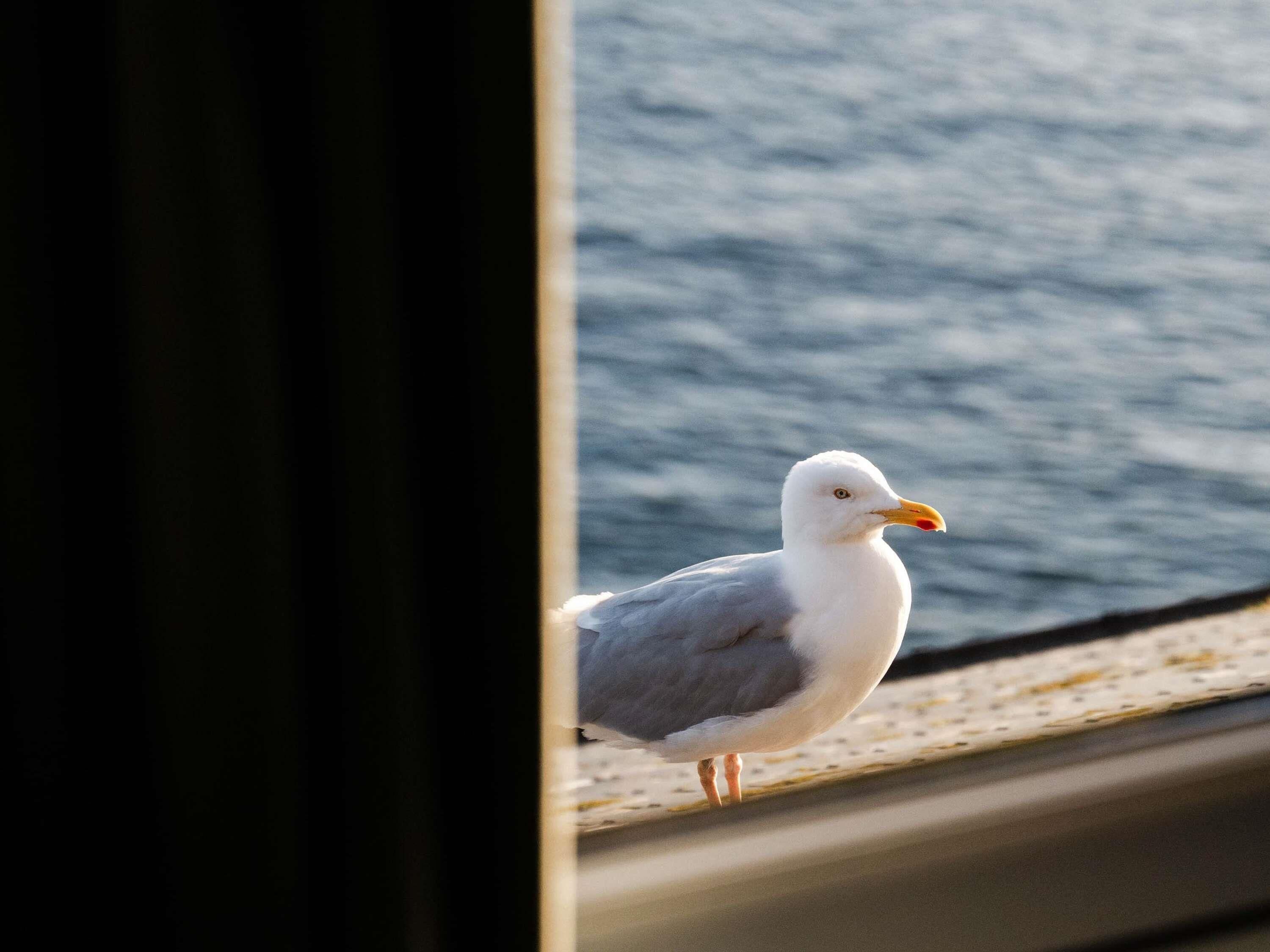 Eine Möwe sitzt auf einem Fensterbrett mit Blick aufs Meer.