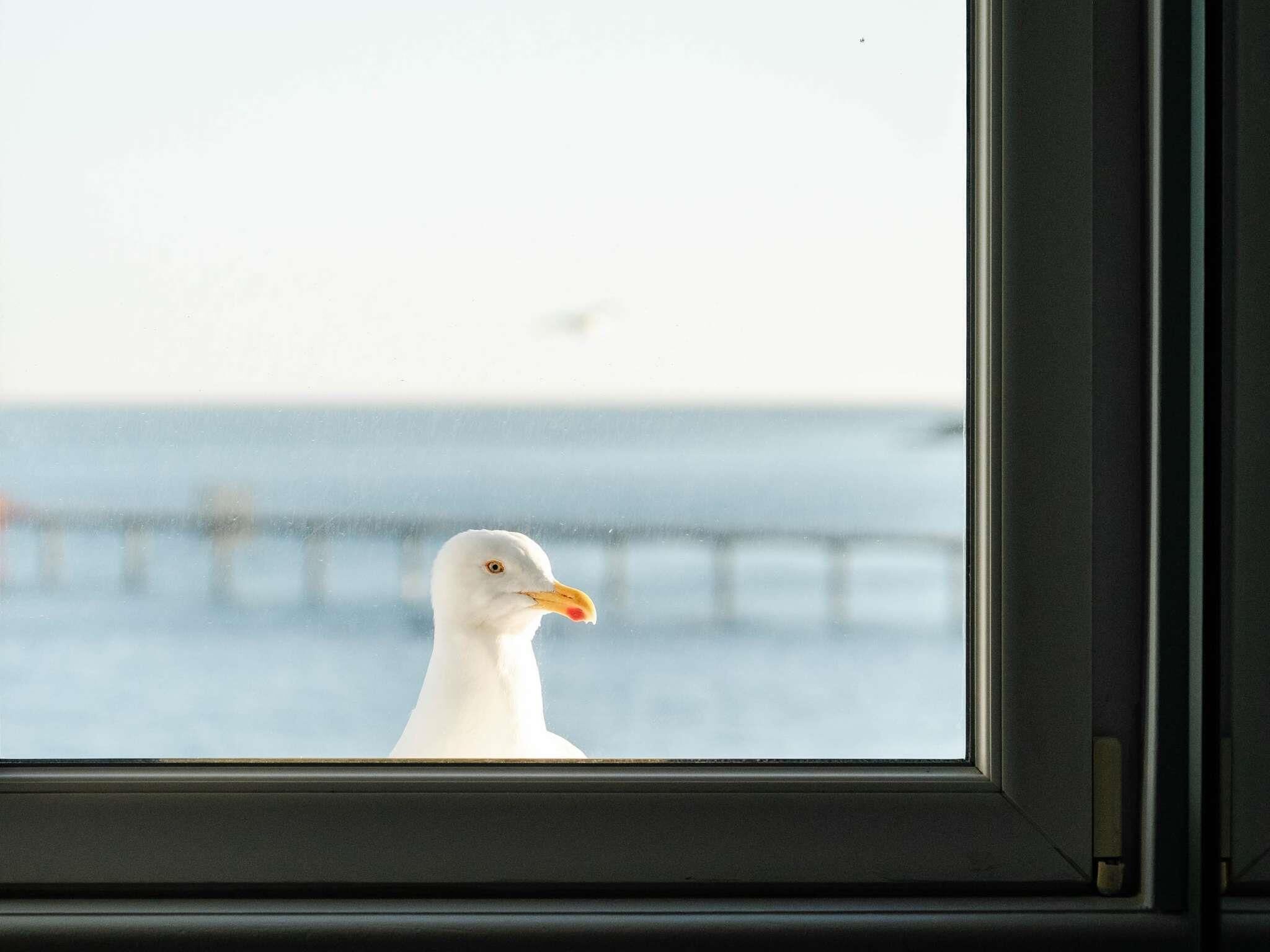 Lokki lentää ikkunan ulkopuolella.