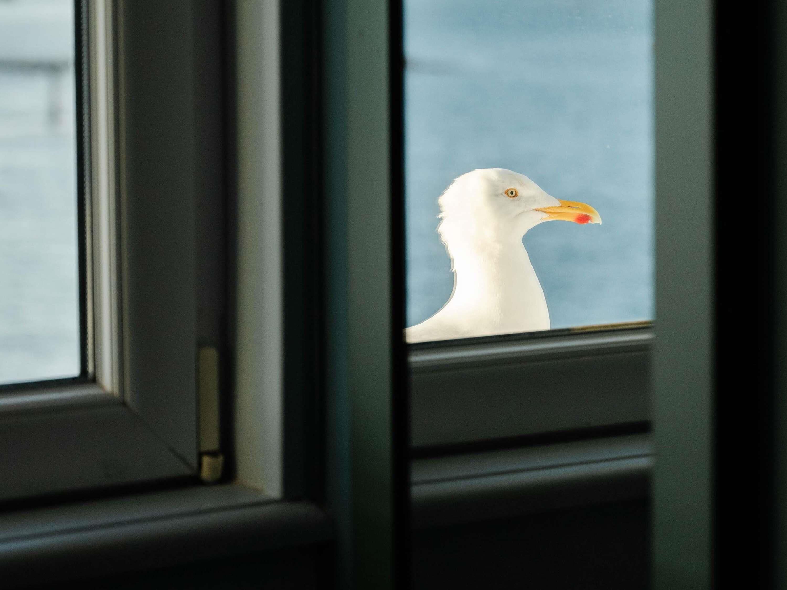 Een meeuw zit op een vensterbank.