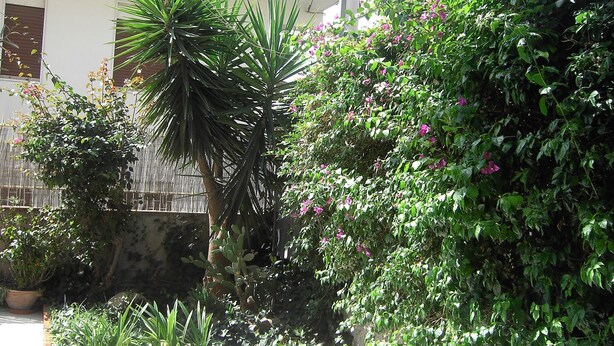 A garden with various plants and a wall. - Etna Inn (Motta Sant'Anastasia)