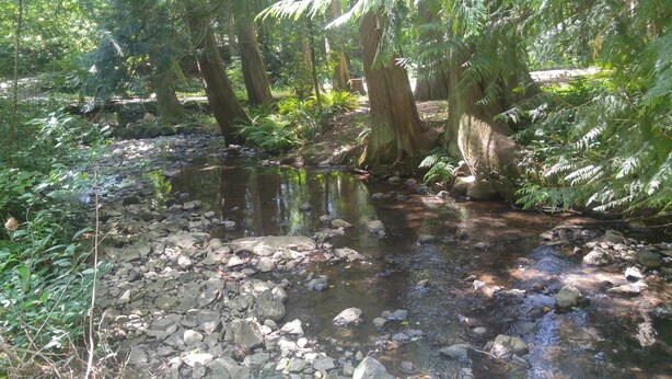 Un cours d’eau naturel, bordé de rochers et de fougères, dans une zone boisée.