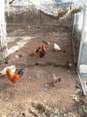 Children's activities - Scott Creek Farm (Happy Valley)