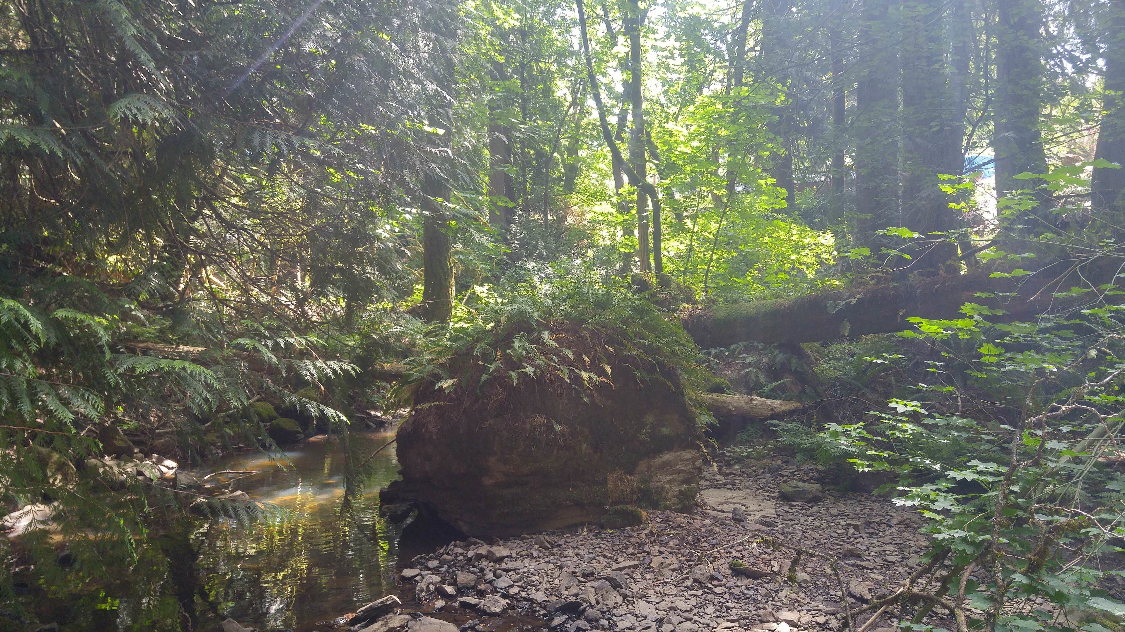 A forested area with a stream, rocks, and ferns.