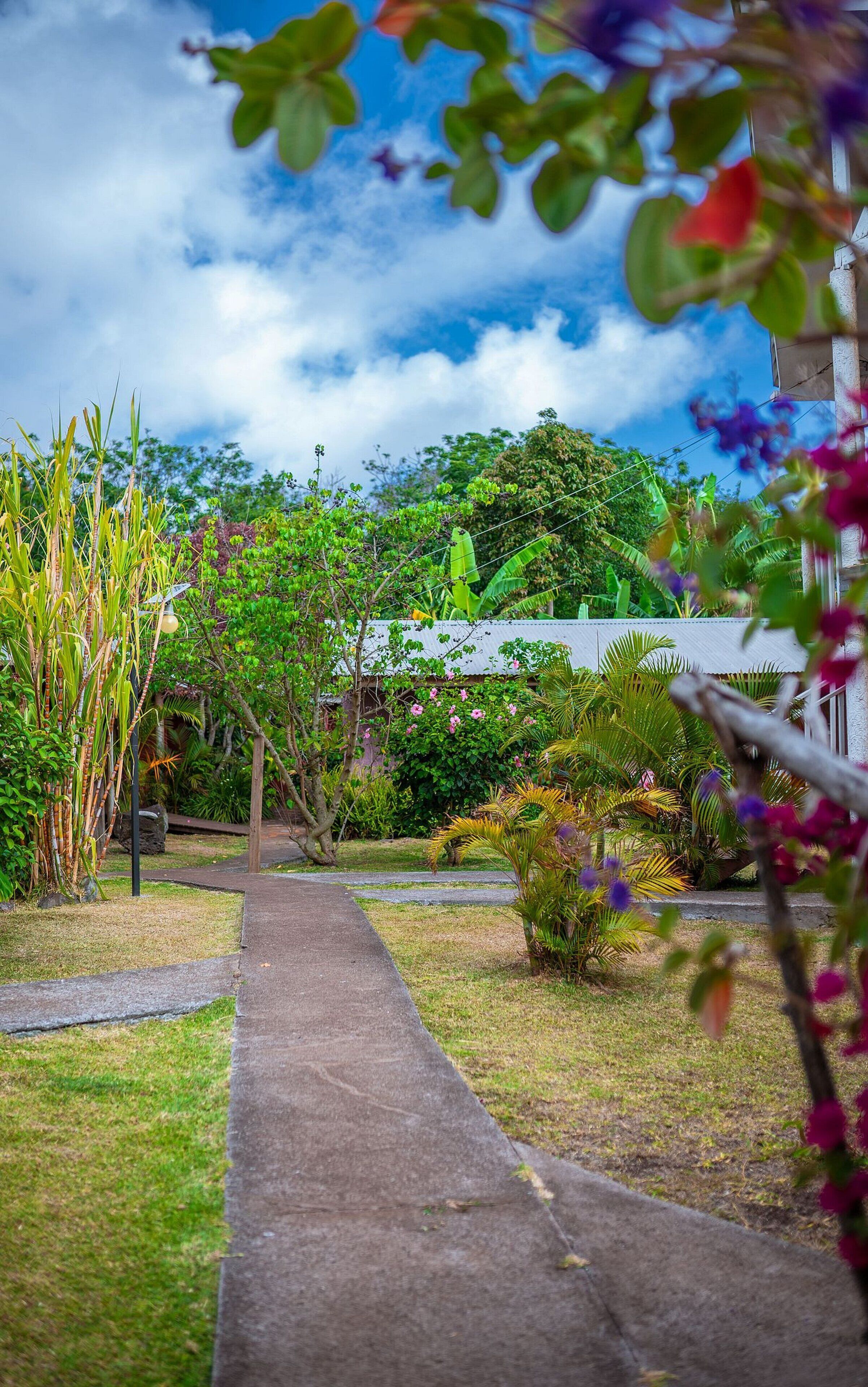 A pathway leading through a garden with various plants and trees, a building with a green roof in the background, and a clear sky.