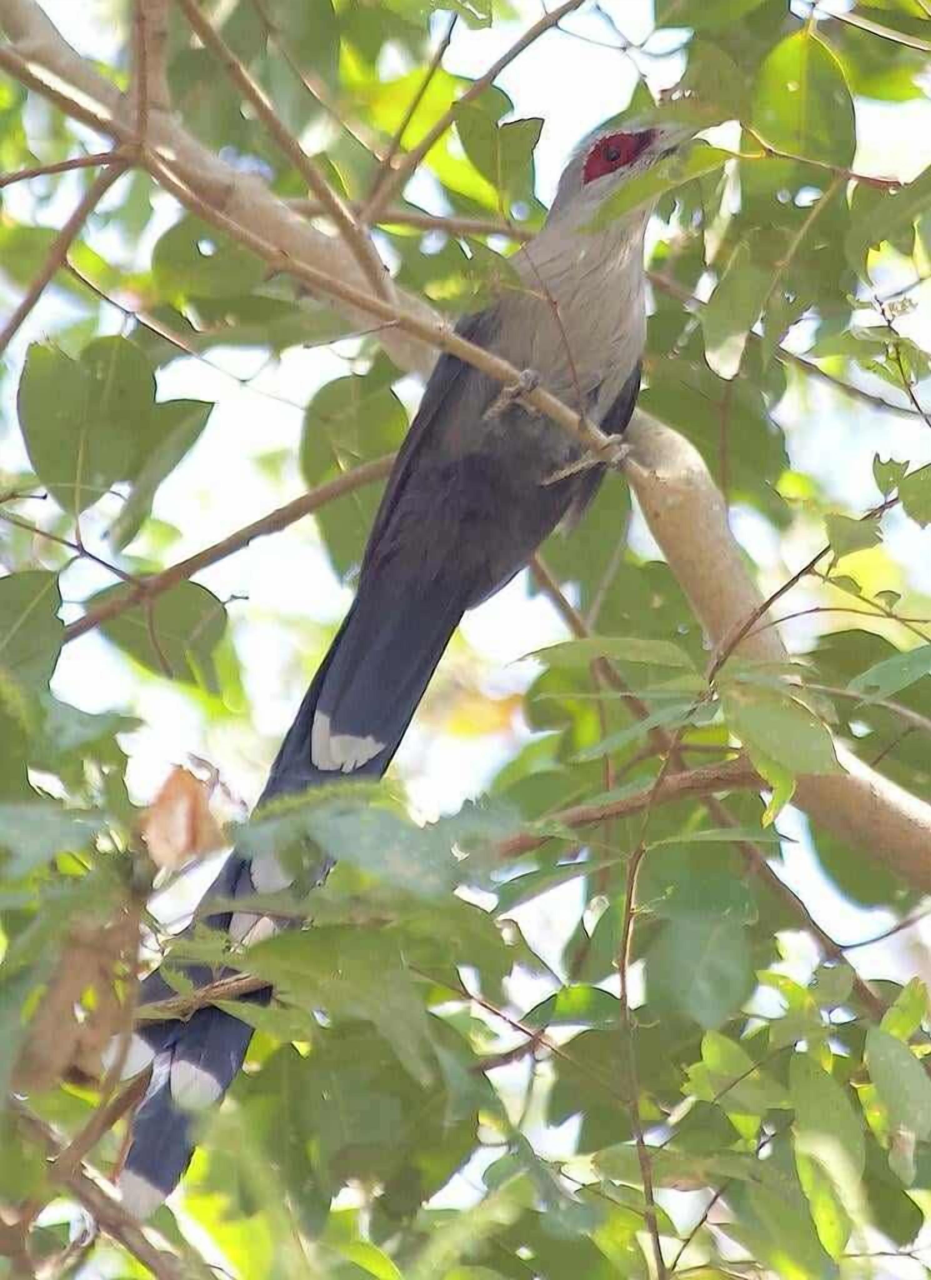 A bird perched on a branch amidst green foliage.