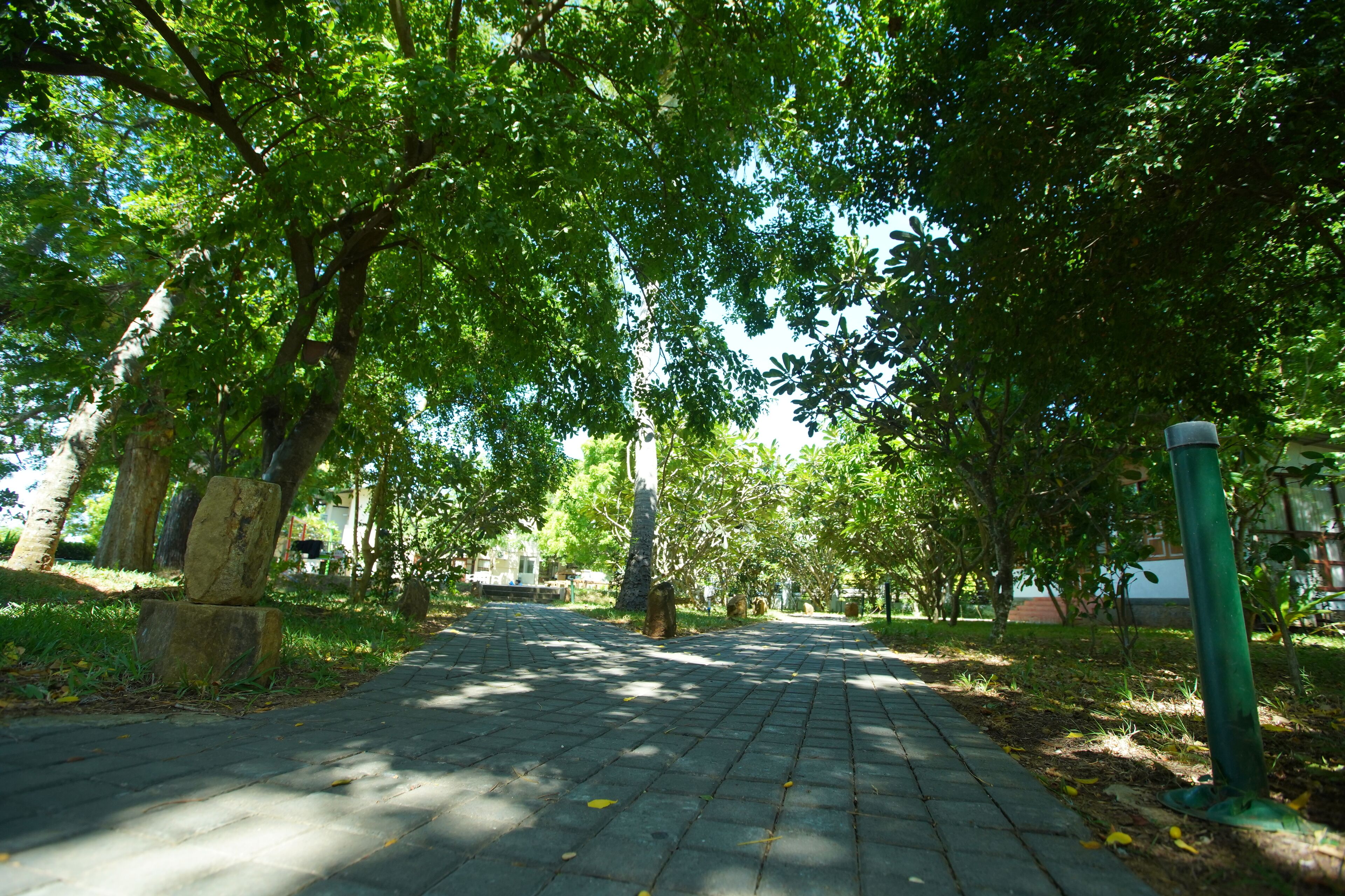 A paved pathway lined with trees and a green pole.