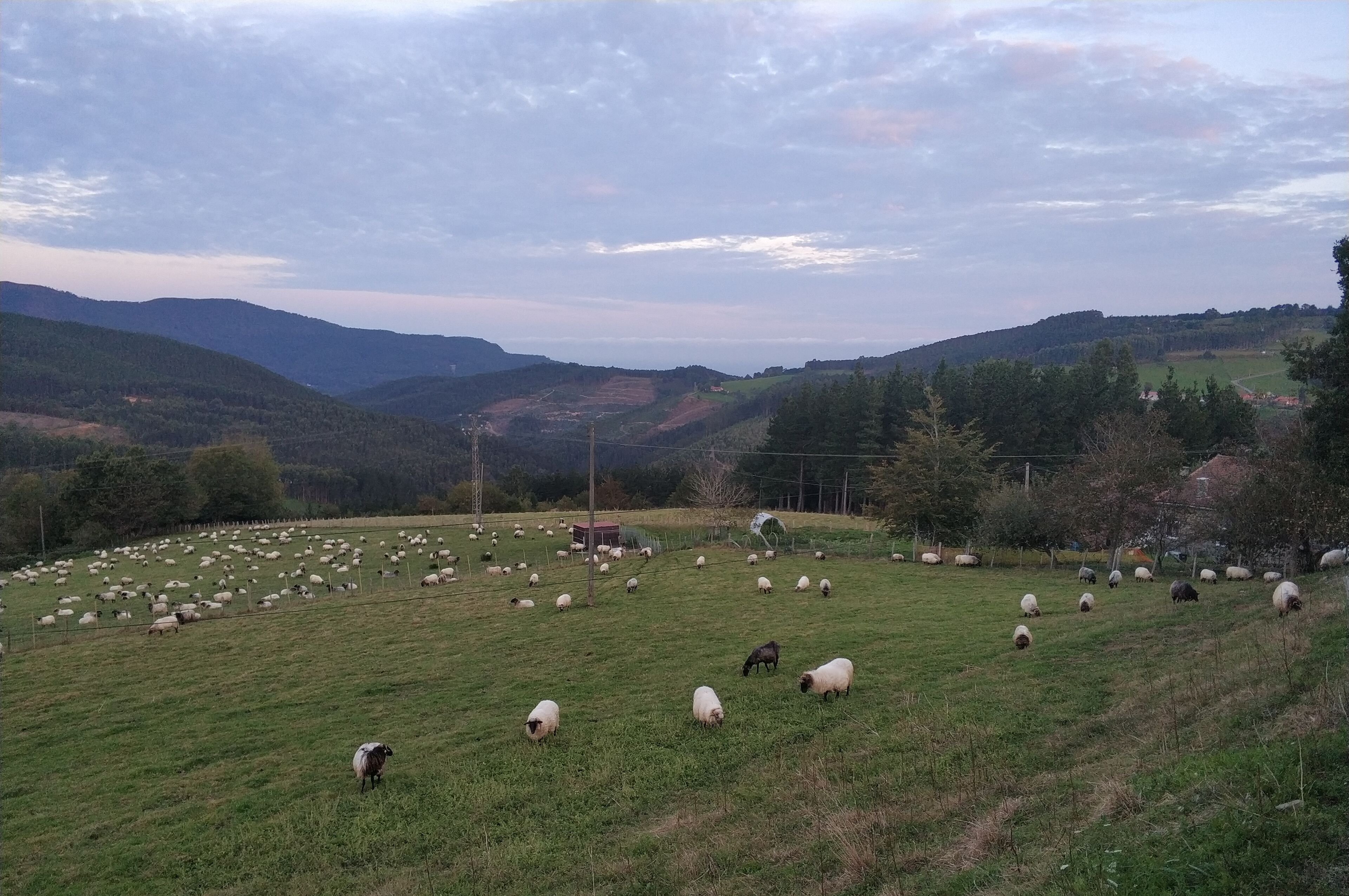 Un paisaje rural con un extenso campo donde ovejas pastan.