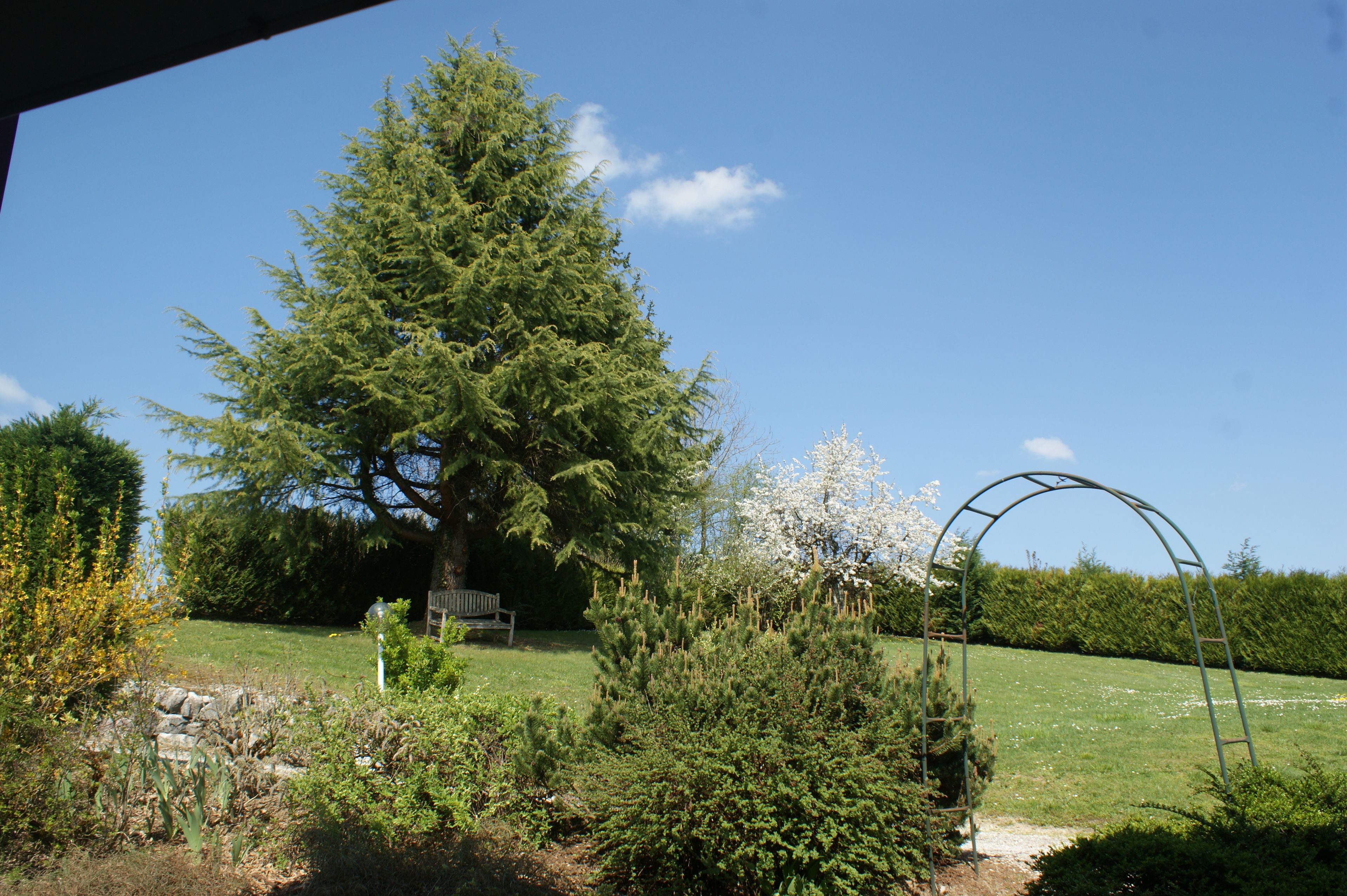 Un jardín con un gran árbol de hoja perenne, un banco de madera y un arco de metal.