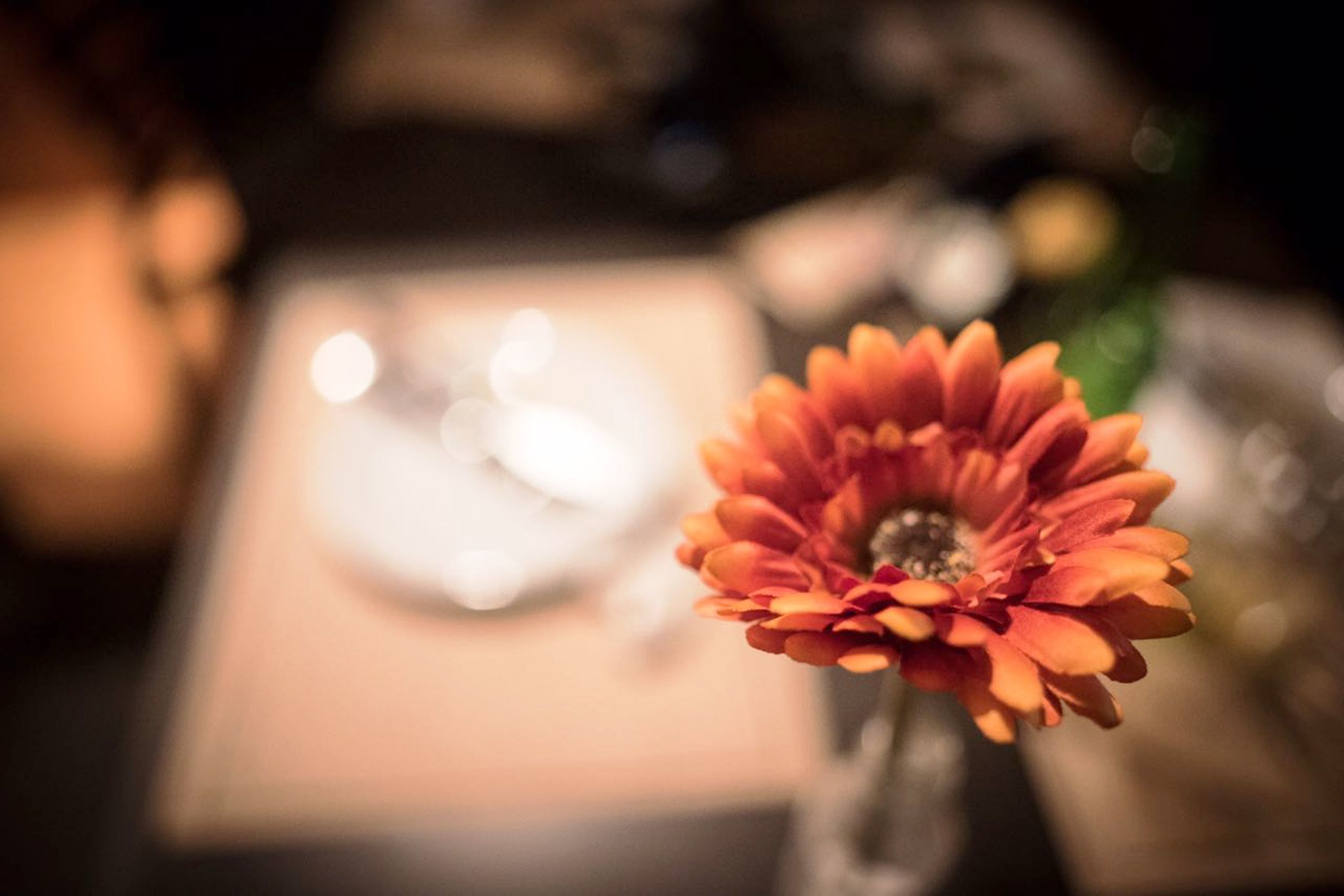 A close-up of a flower with a blurred background.
