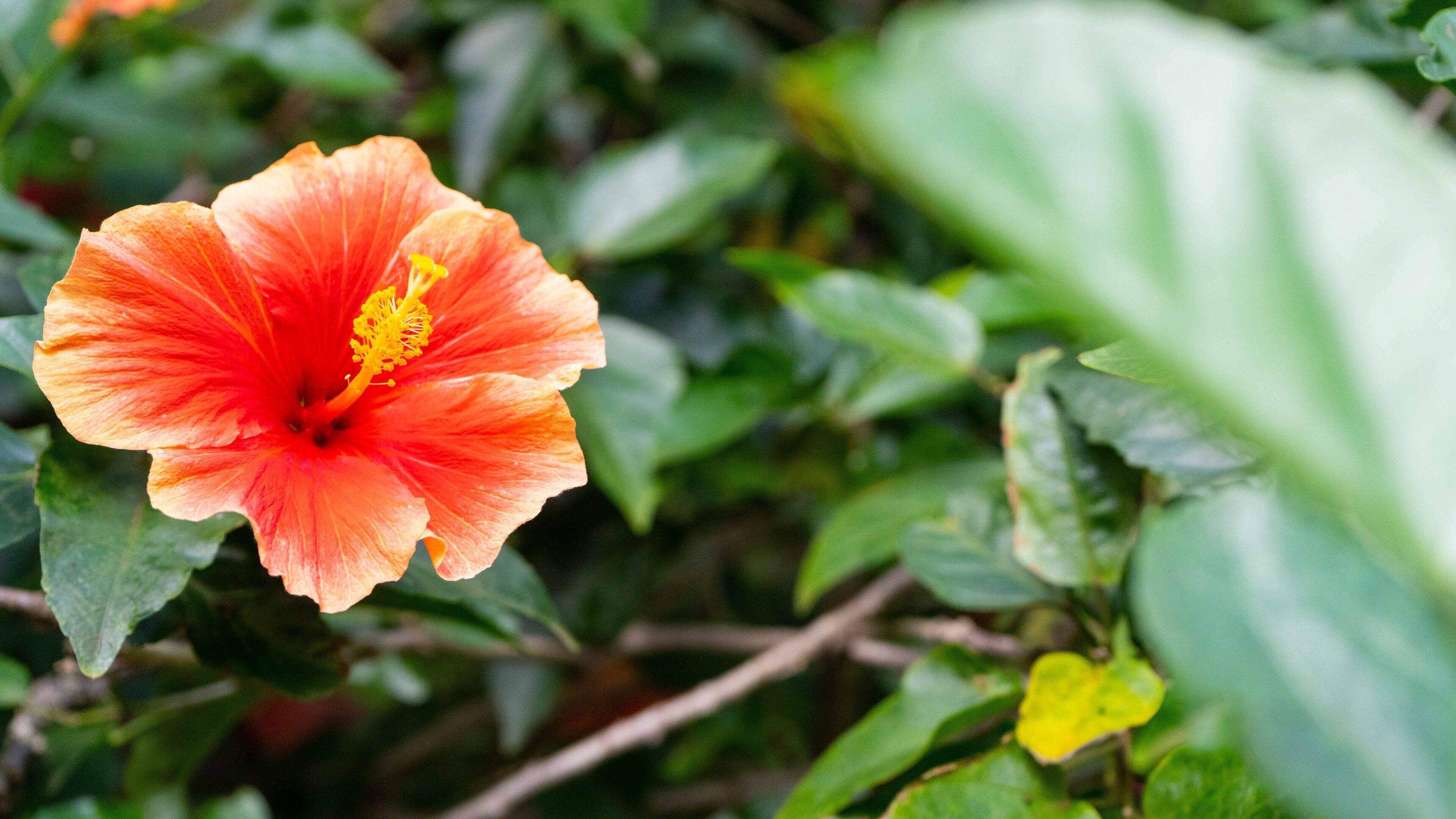 Photo - Kaimana Inn Rapa Nui