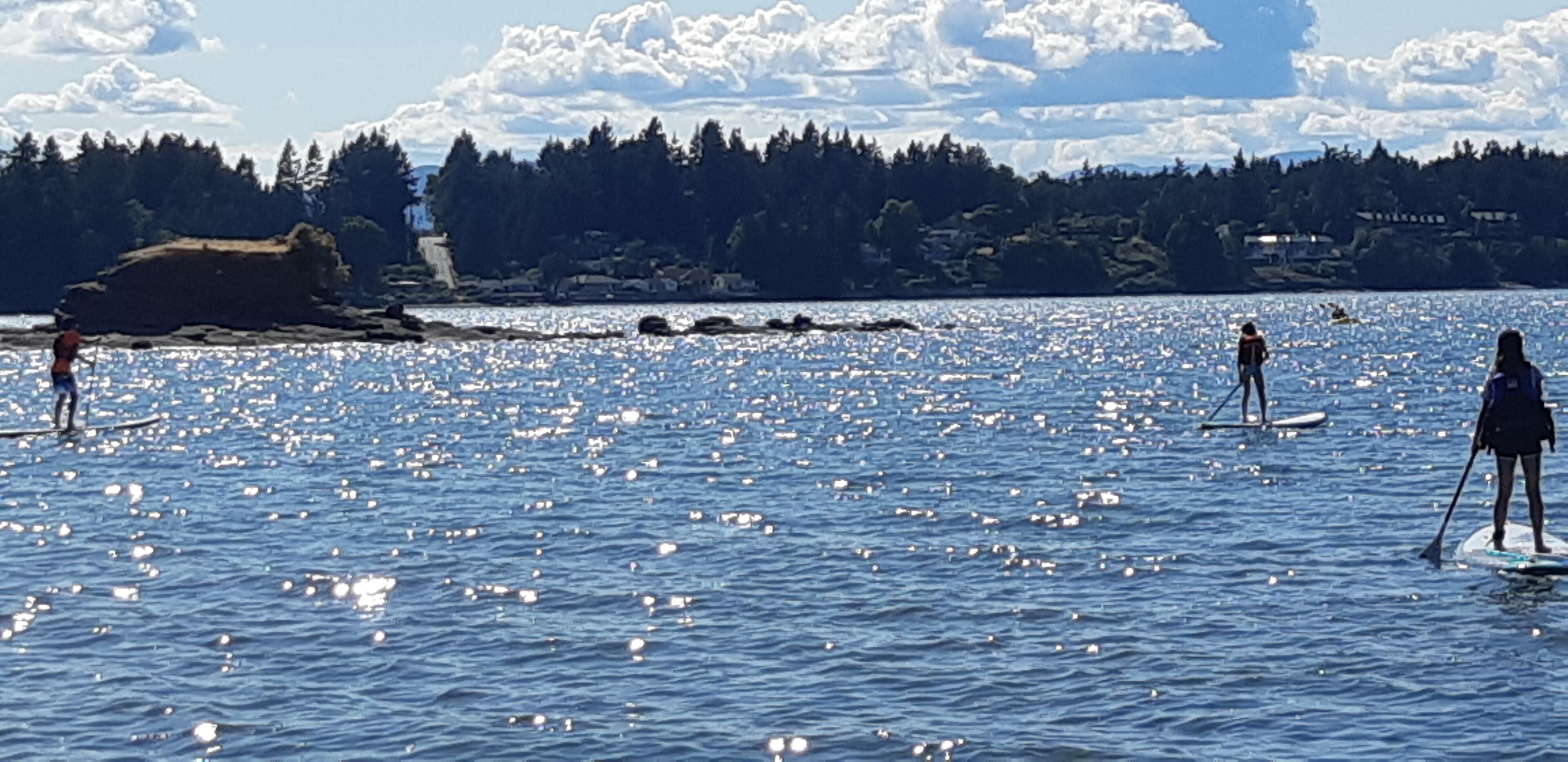 A group of people paddleboarding on a calm body of water with a forested shoreline in the background.