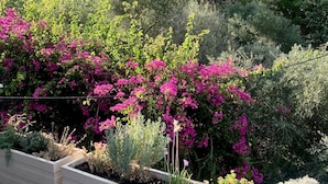 Puutarha, jossa on monenlaisia kasveja ja kukkia, kuten vaaleanpunaisia bougainvilleoita ja muuta vihreää kasvillisuutta.