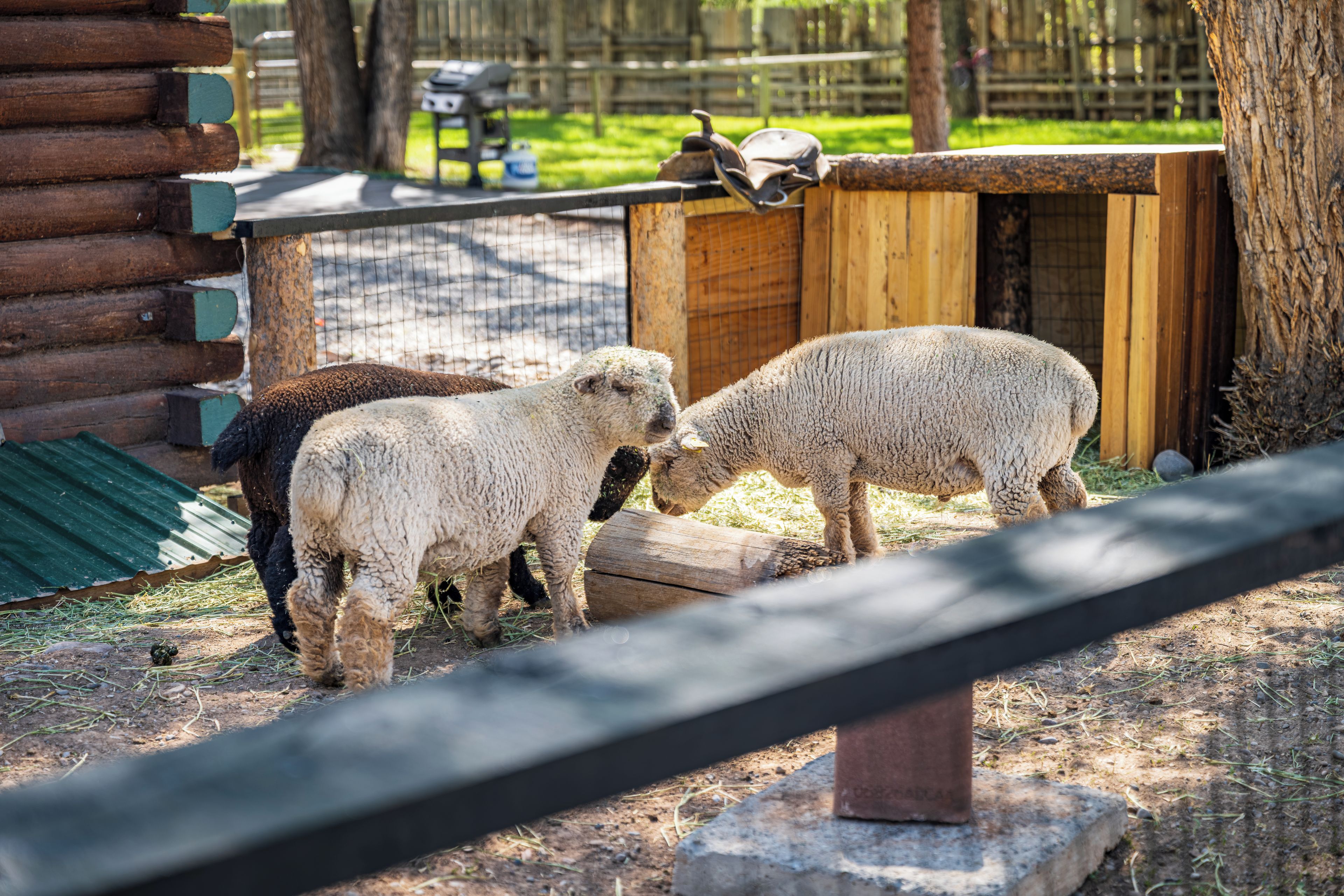 Une structure en bois avec une zone délimitée par une clôture, qui pourrait être un espace où les enfants peuvent caresser des animaux ou un enclos pour animaux.