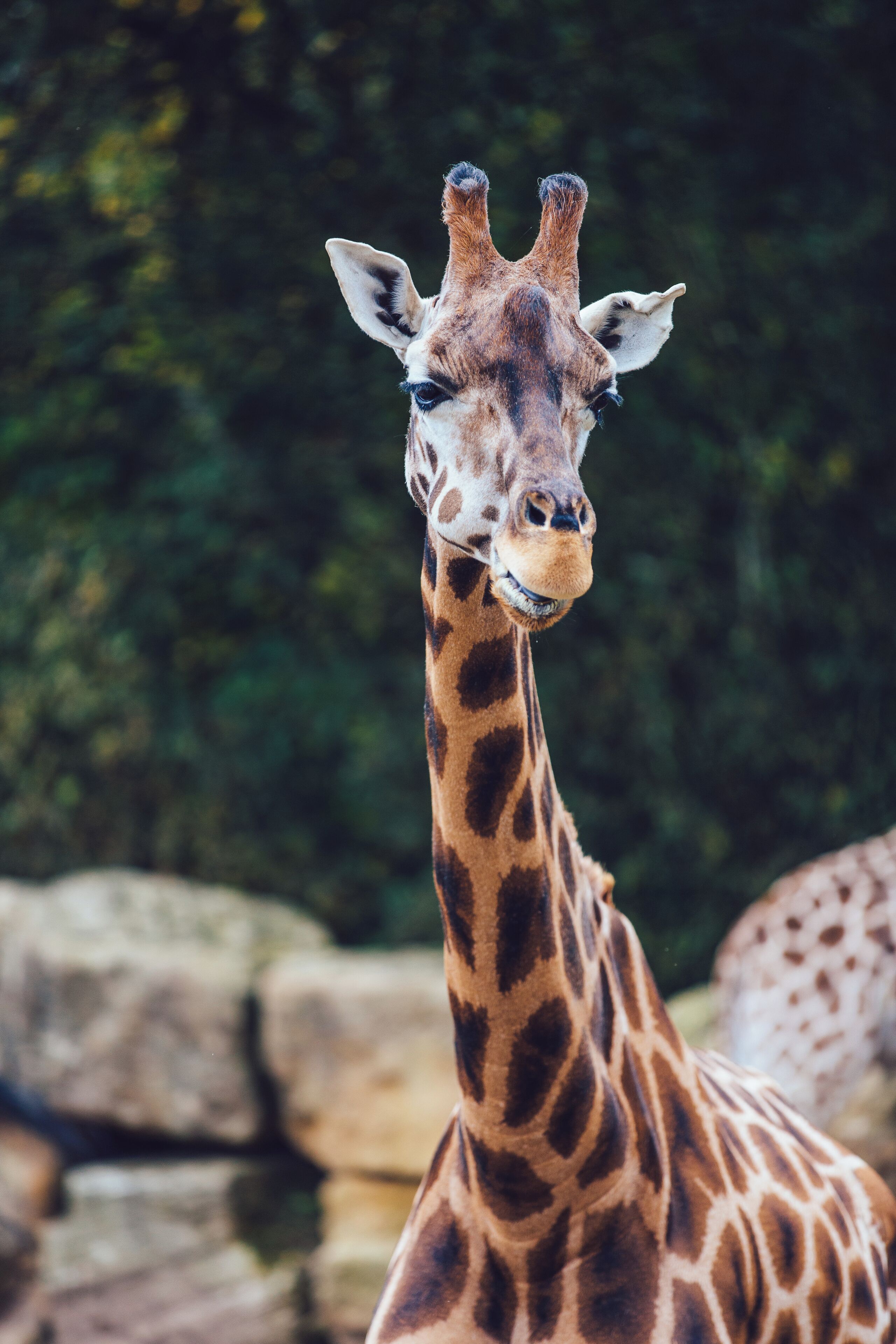 A giraffe with a patterned coat and a calm expression, standing in a naturalistic enclosure with rocks and greenery in the background.