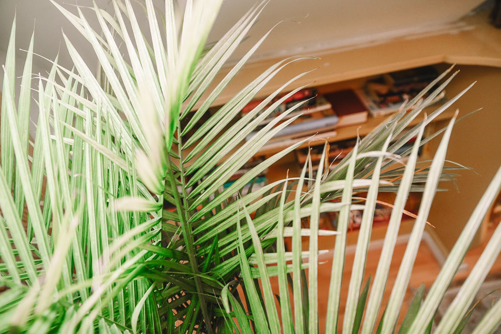Primer plano de una planta con hojas largas y delgadas, probablemente una palmera, en una habitación con una estantería al fondo.
