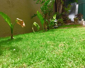 A grassy area with several potted plants and a small tree.