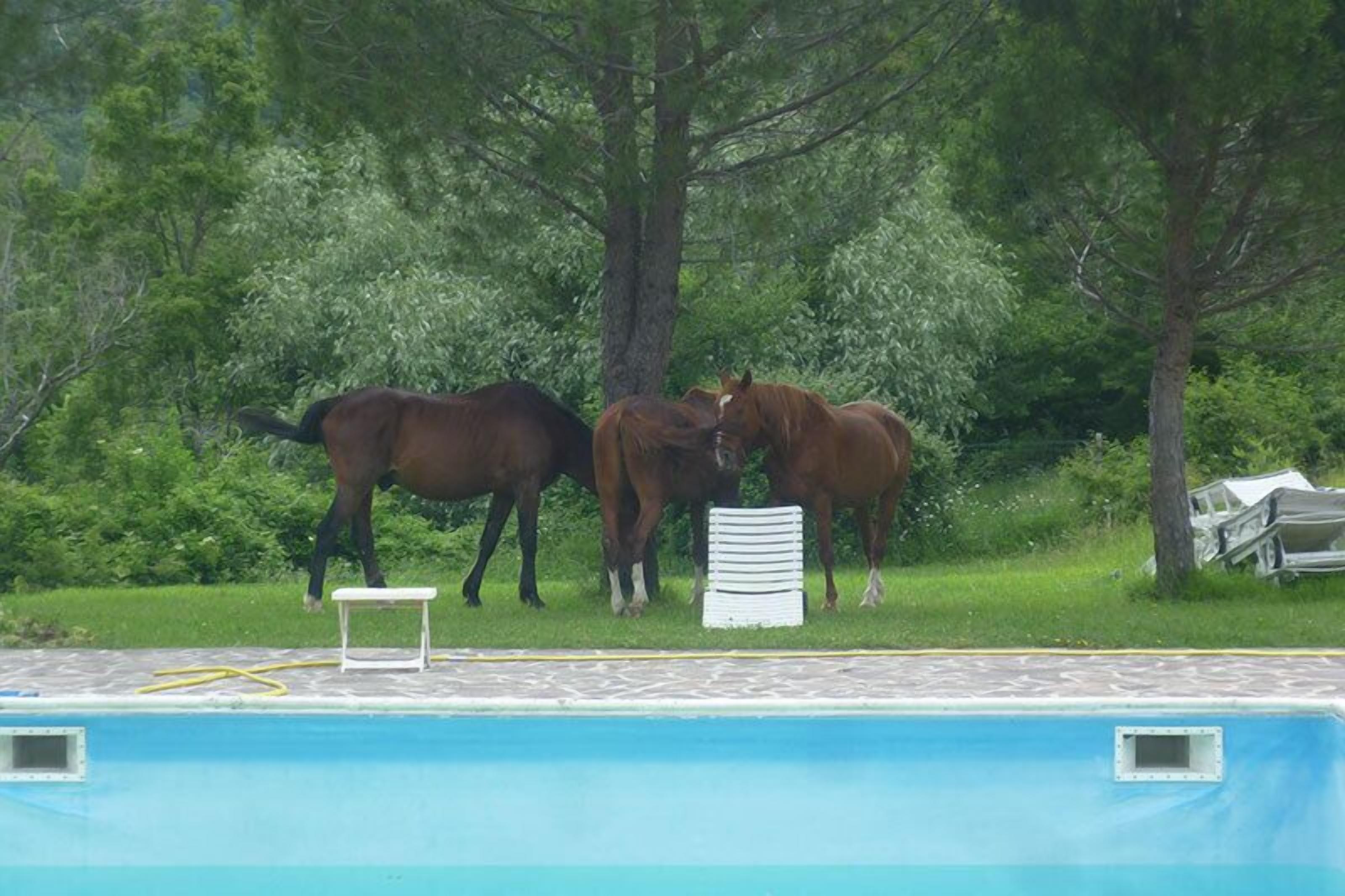 A swimming pool with three horses standing near the edge.