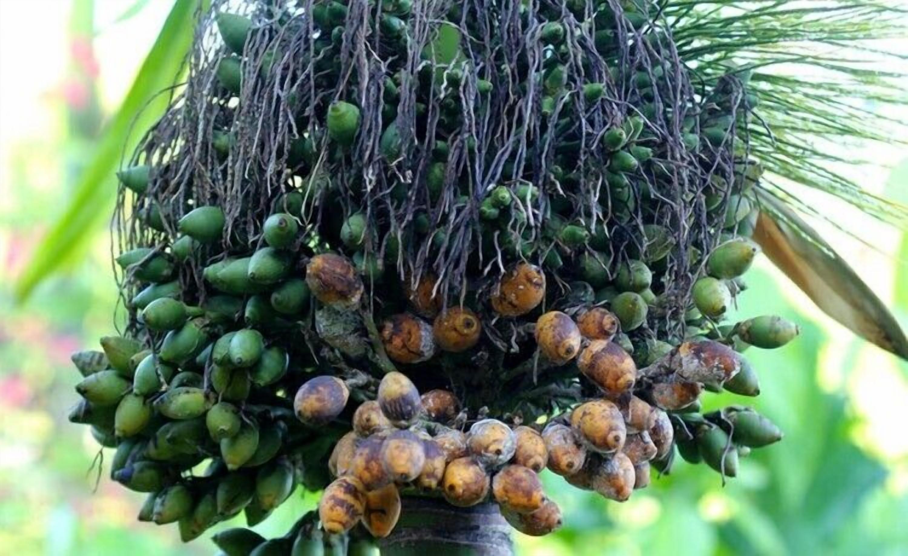 Foto - Clair de Lune