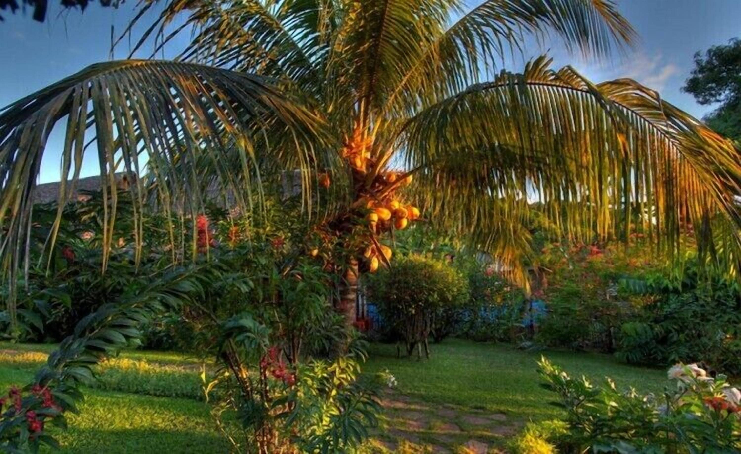 Foto - Clair de Lune