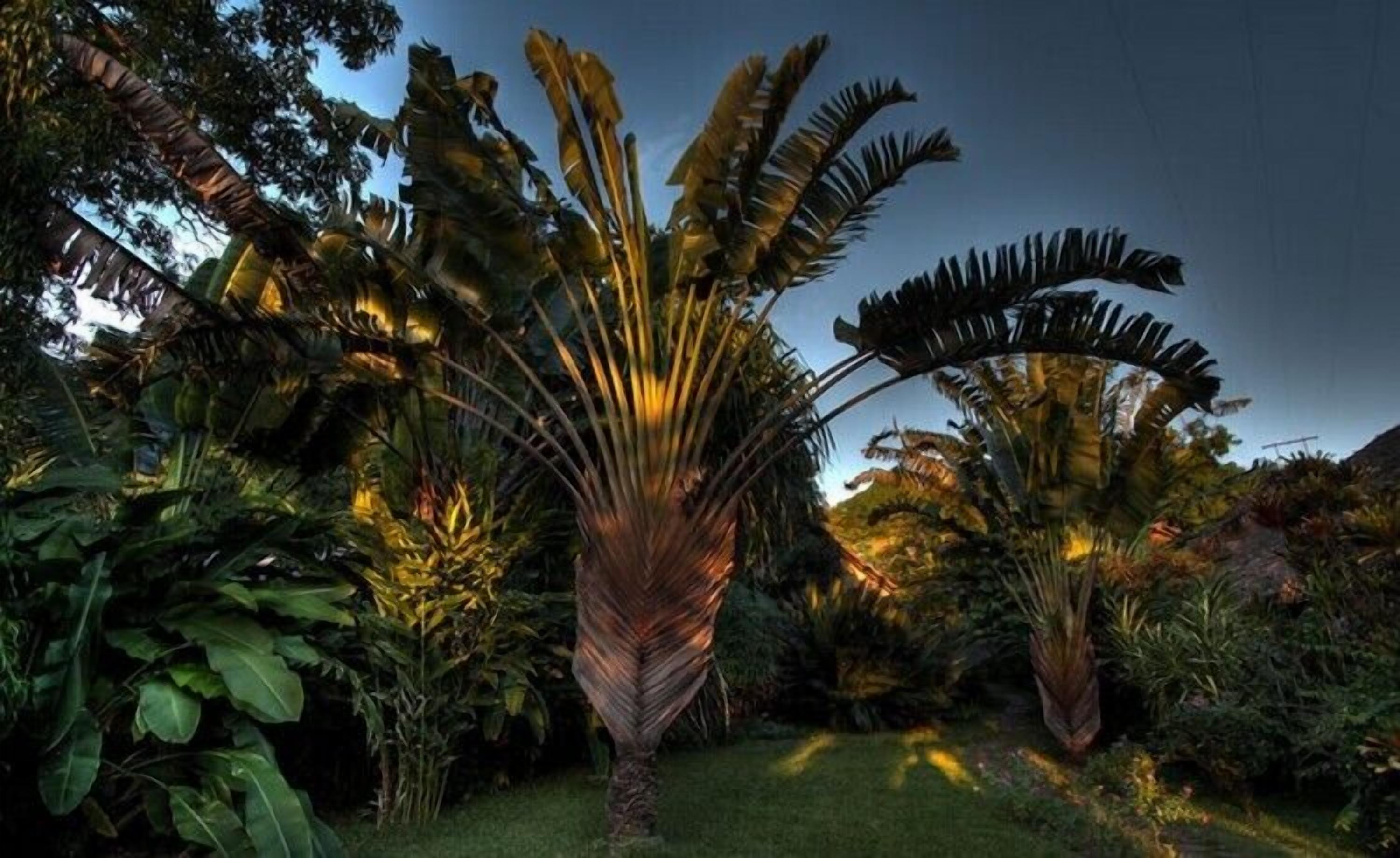 Foto - Clair de Lune