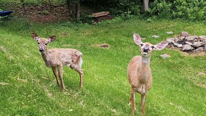 Deux cerfs se trouvent dans une zone herbeuse, avec des arbres et un amas de rochers en arrière-plan.