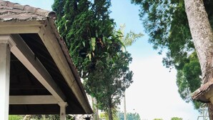 A covered outdoor area with stone steps leading to a garden, surrounded by trees and plants. - Resort Prima Coolibah Puncak (Cipanas)