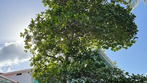 Une maison avec un grand arbre devant, des chaises turquoise et un patio couvert.