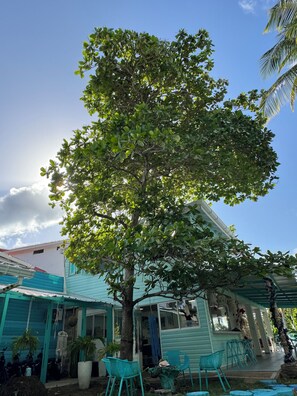 Een huis met een grote boom ervoor, turquoise stoelen en een overdekt patio.