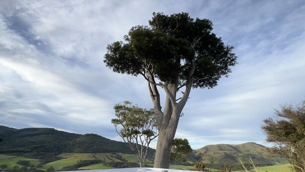 A hot tub with a view of a tree and hills in the background. - Mohua Park - Catlins Eco Accommodation (Tawanui)