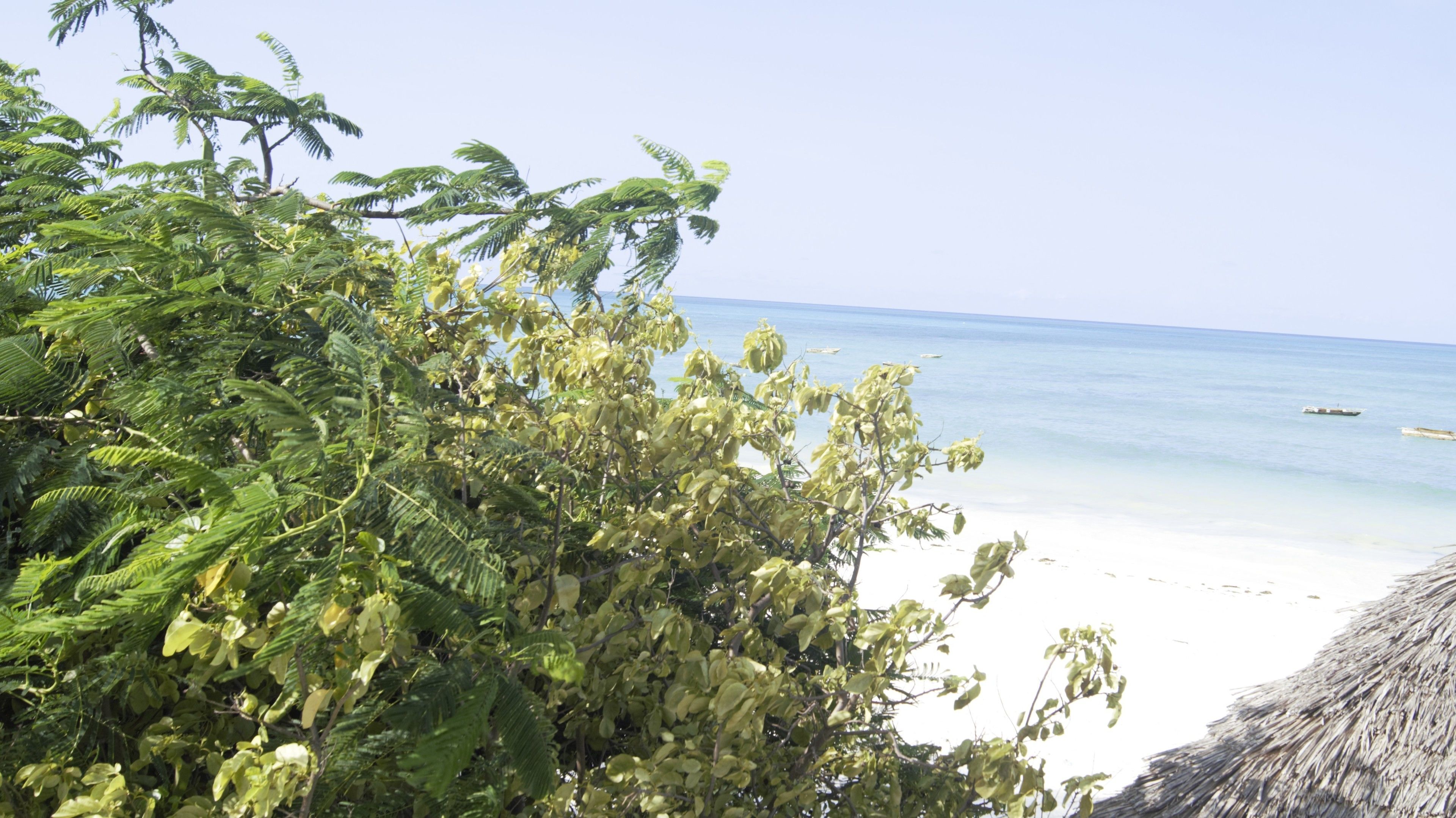 A beach with clear waters, a thatched structure, and dense green foliage.