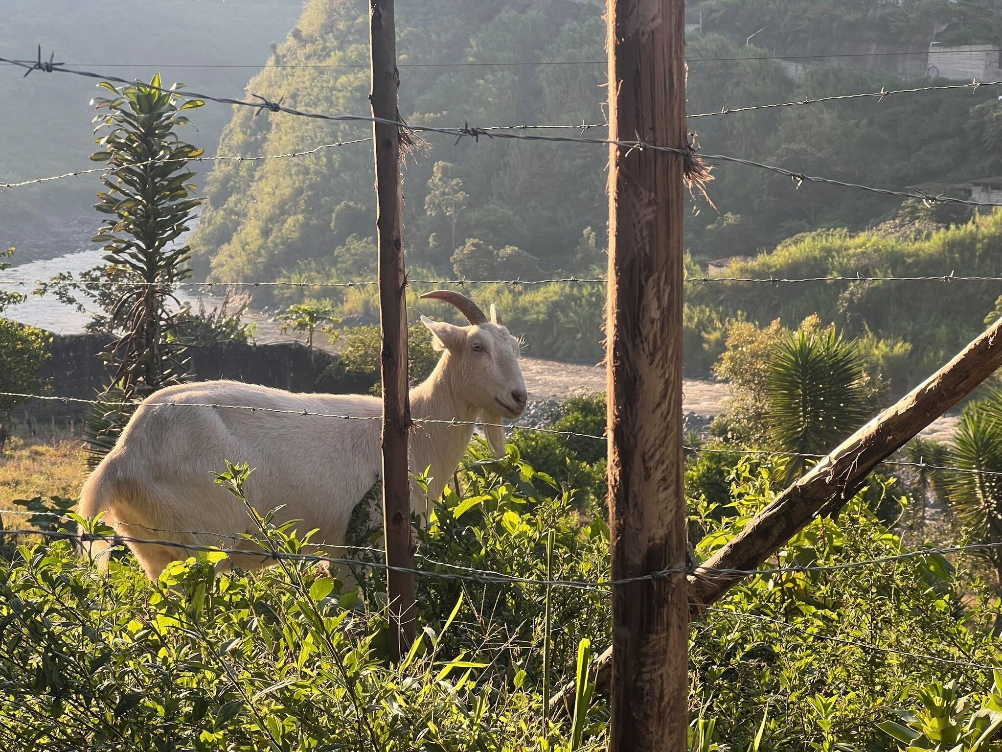 Una cabra blanca detrás de una cerca de alambre de púas en un entorno natural con vegetación y un río al fondo.