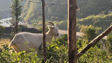 Una cabra blanca detrás de una cerca de alambre de púas en un entorno natural con vegetación y un río al fondo.