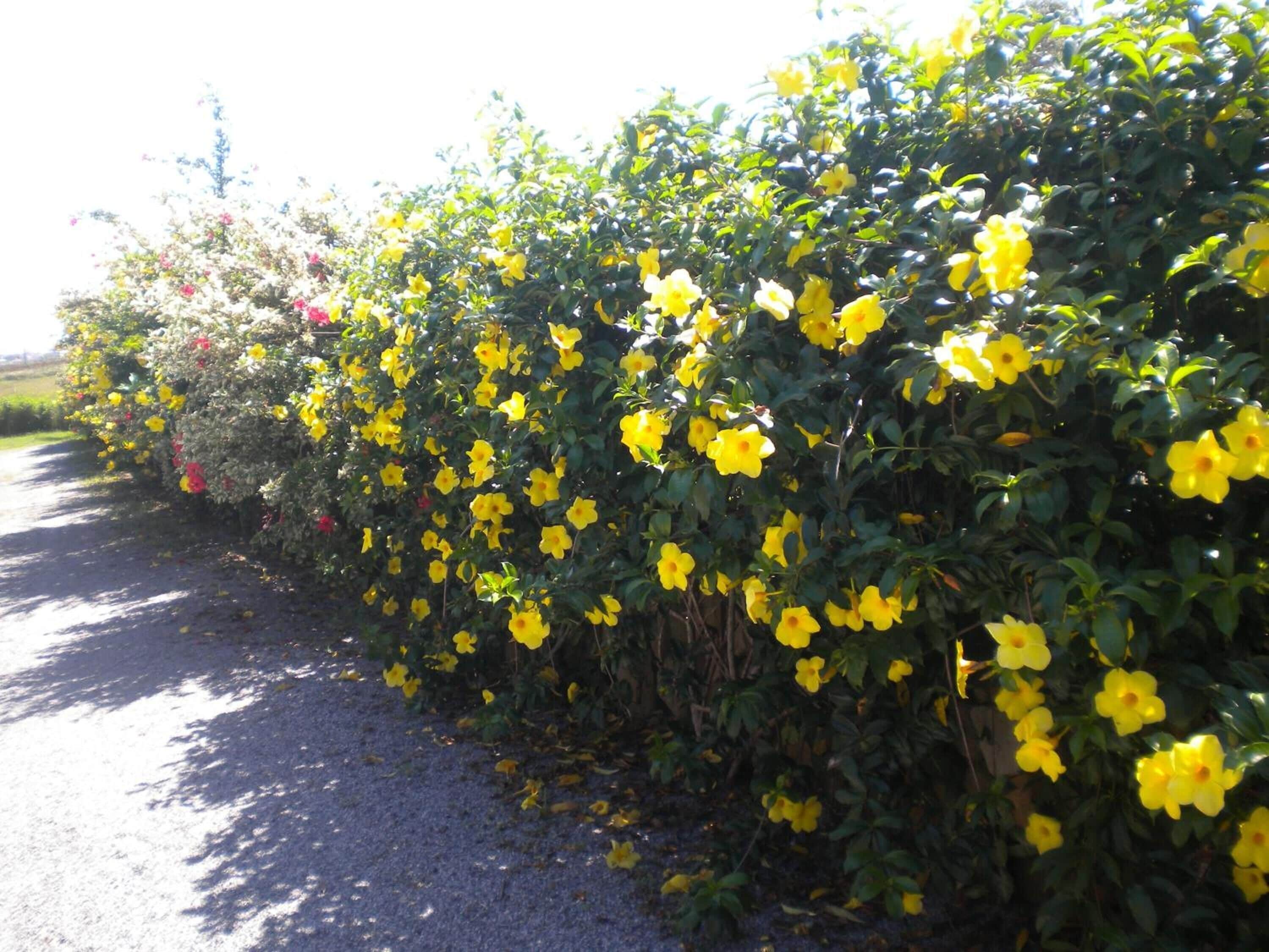 Ein dichter Heckenstreifen mit gelben Blüten säumt die Straße.