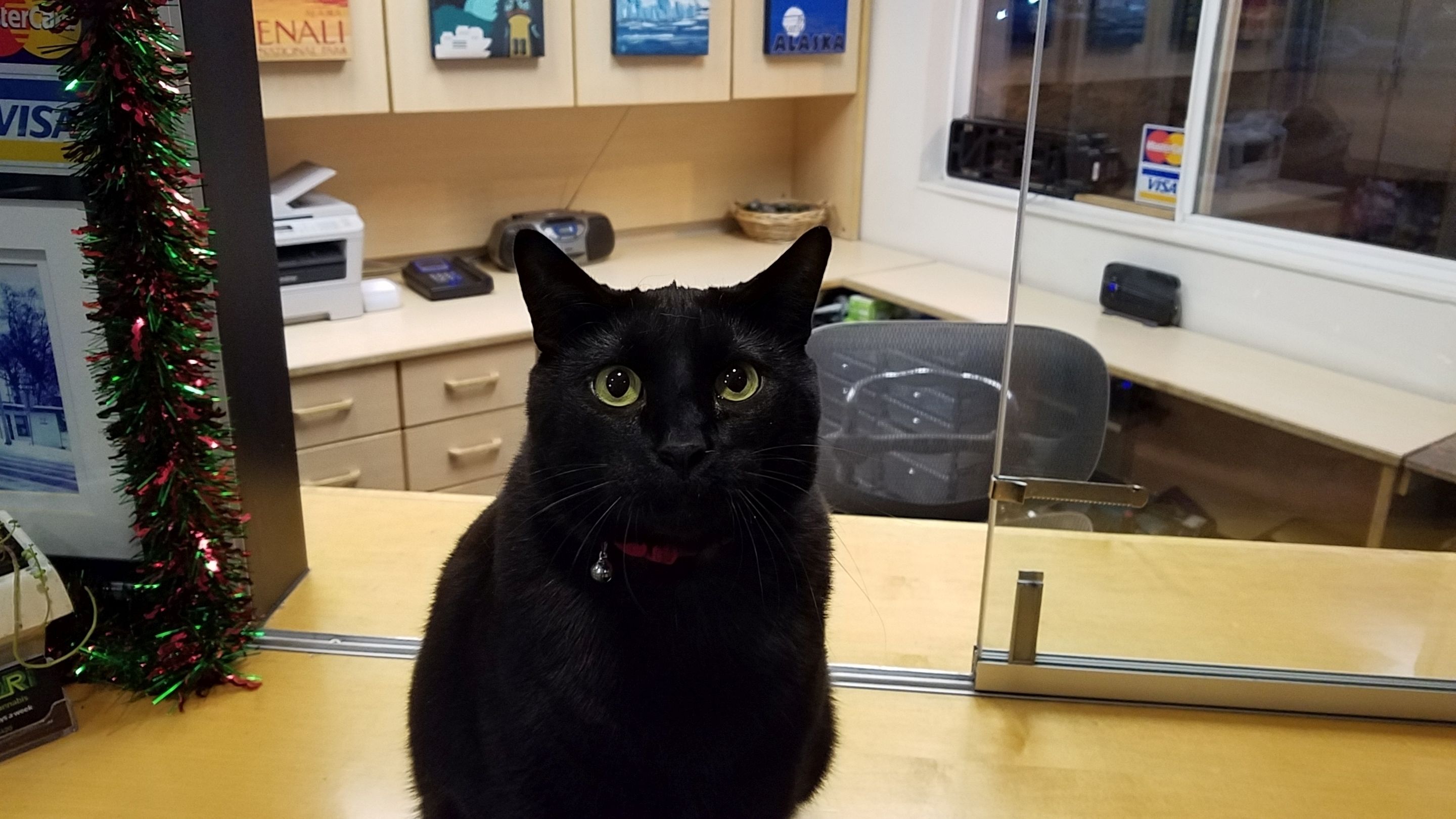 Een zwarte kat zit op een bureau in een kantoor.