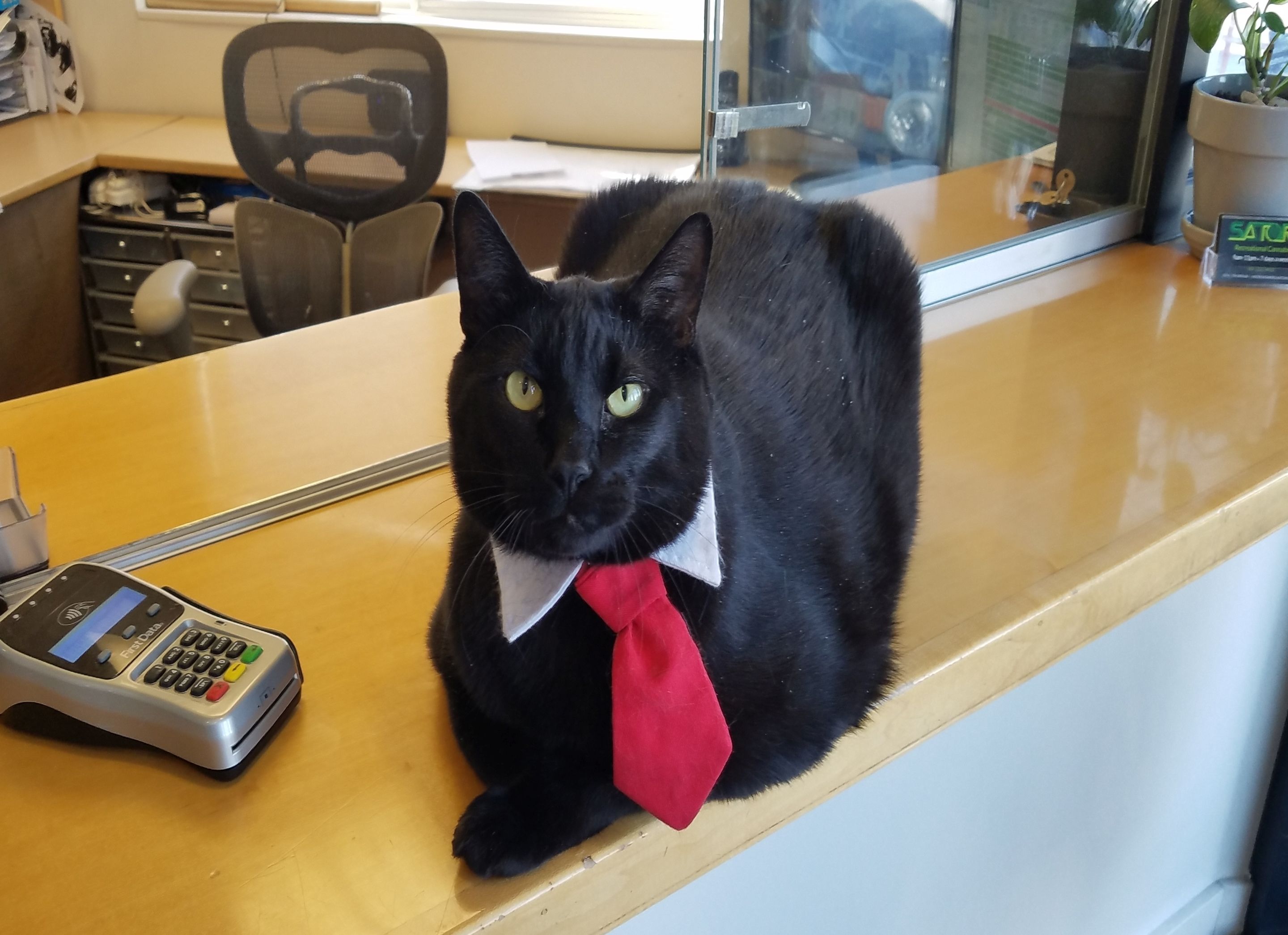 Un gato negro con corbata roja sentado sobre una encimera de madera junto a una caja registradora.